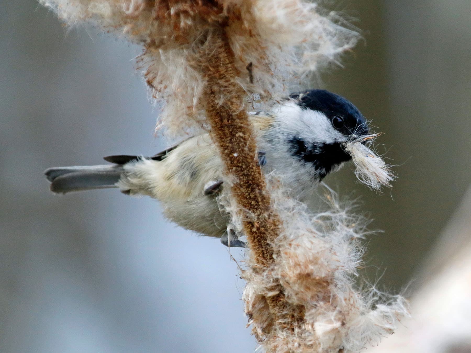 Coal Tit Nesting (Behaviour, Eggs + Location)