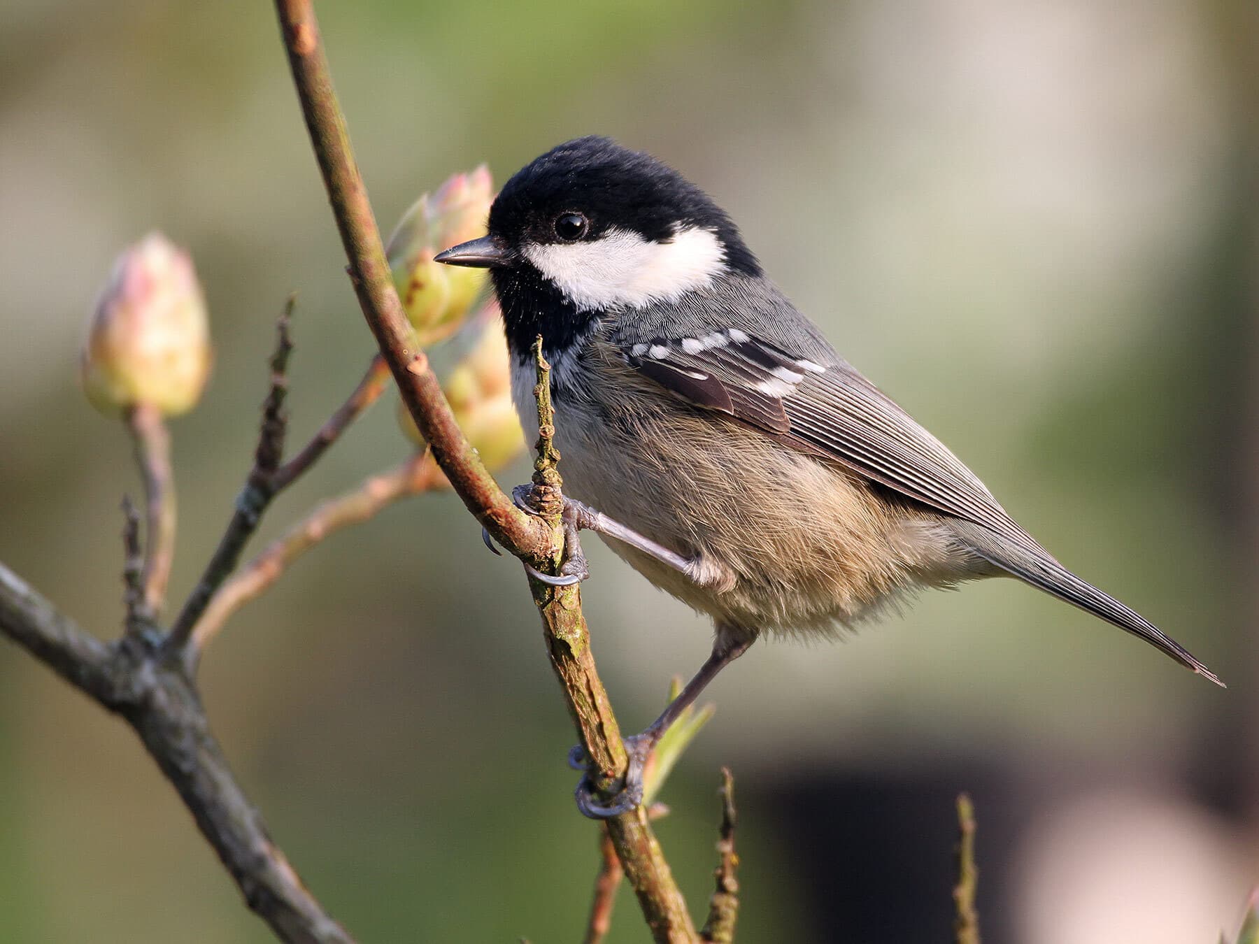 Coal Tit perched on a tree branch