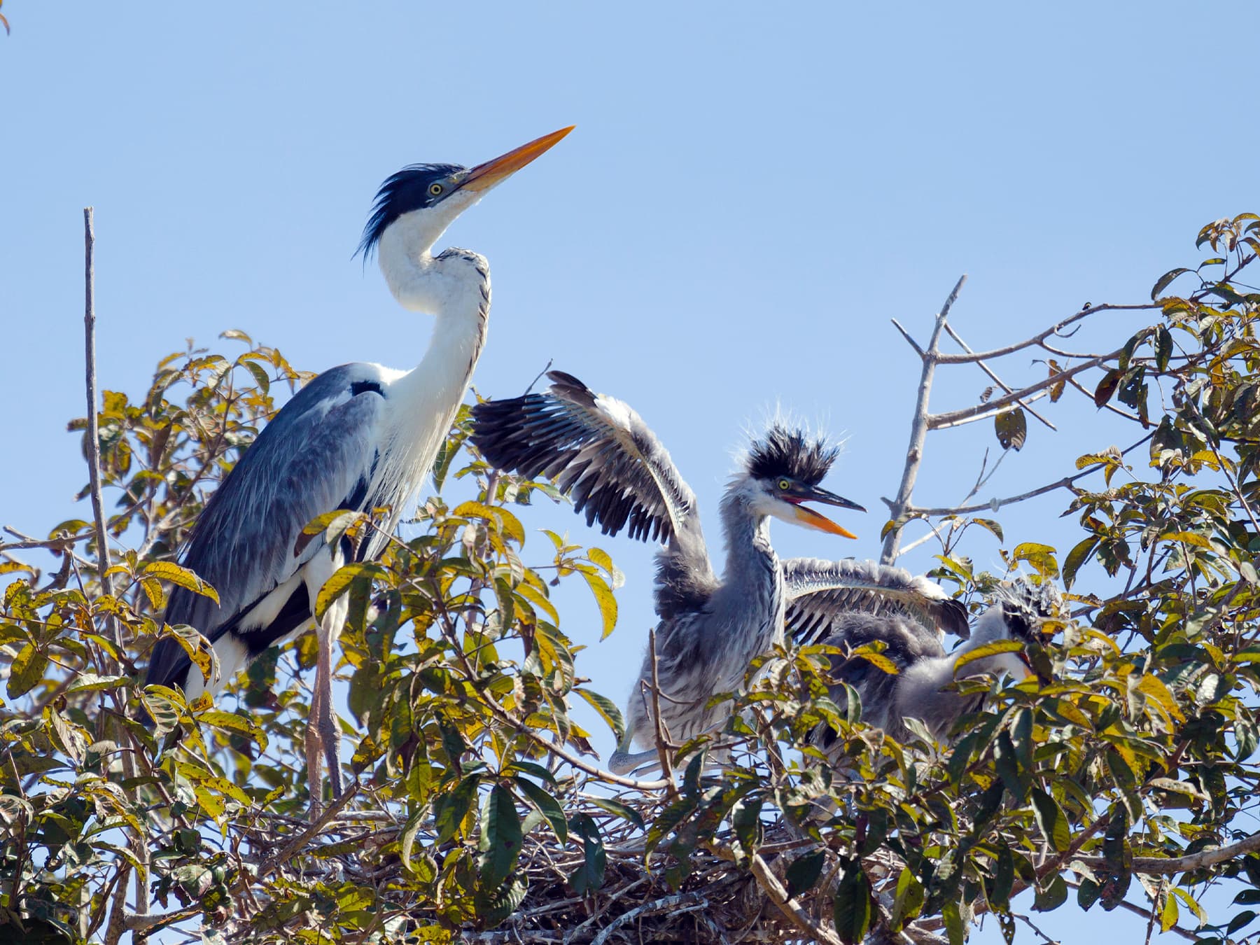 Cocoi Heron at nest with its young