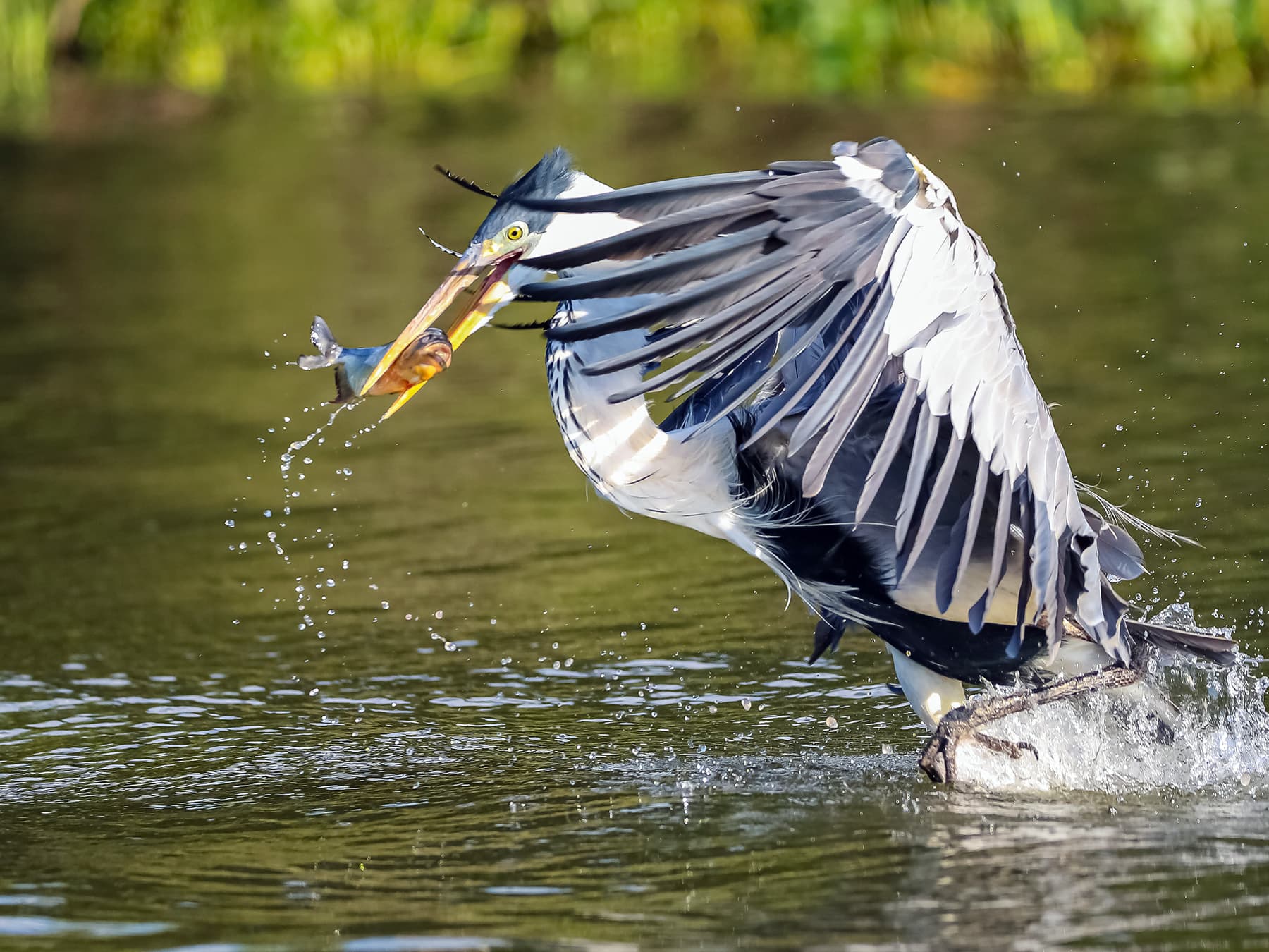 Cocoi Heron catching its prey