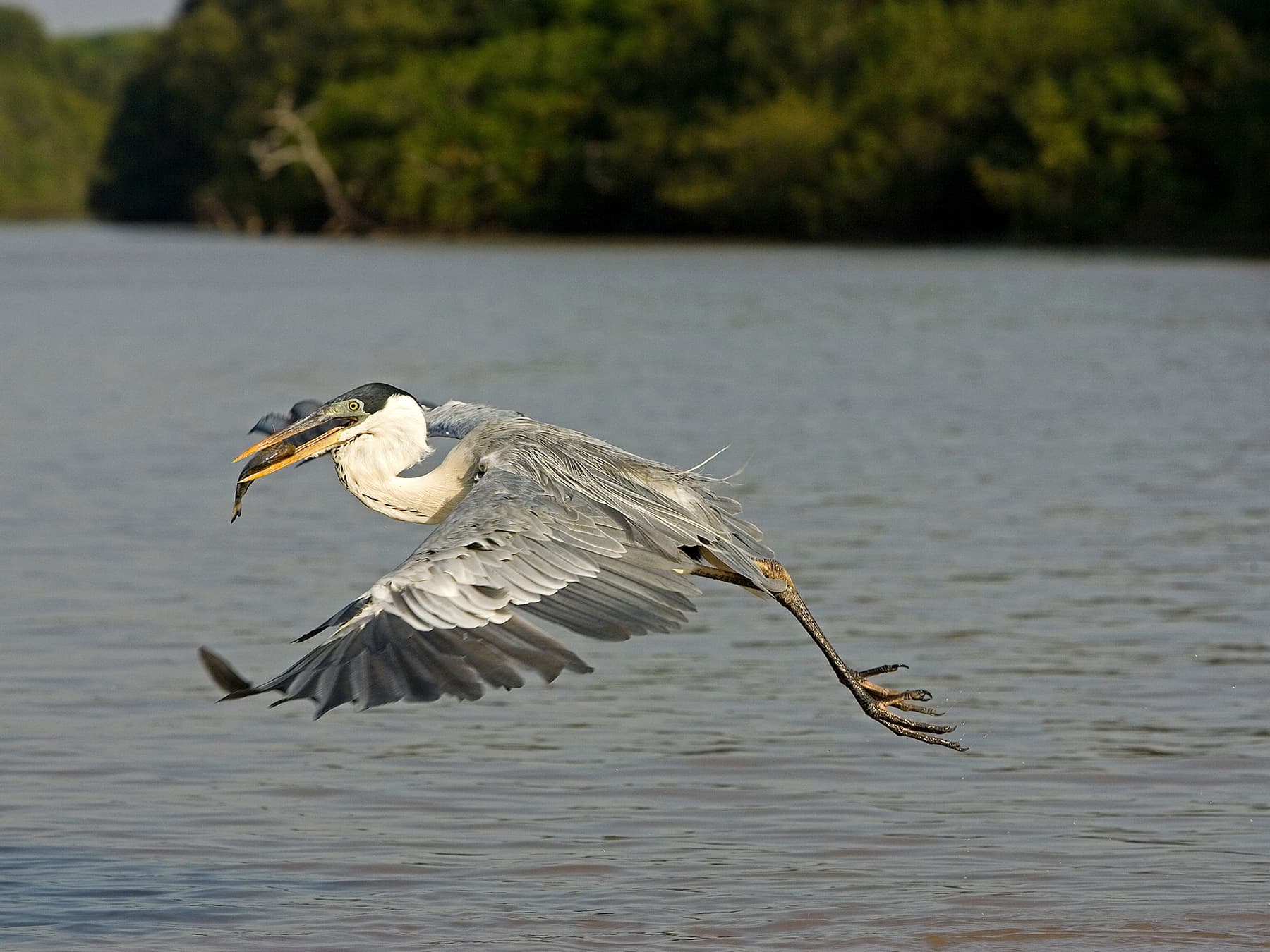 Cocoi Heron in-flight over wetlands with prey in its beak