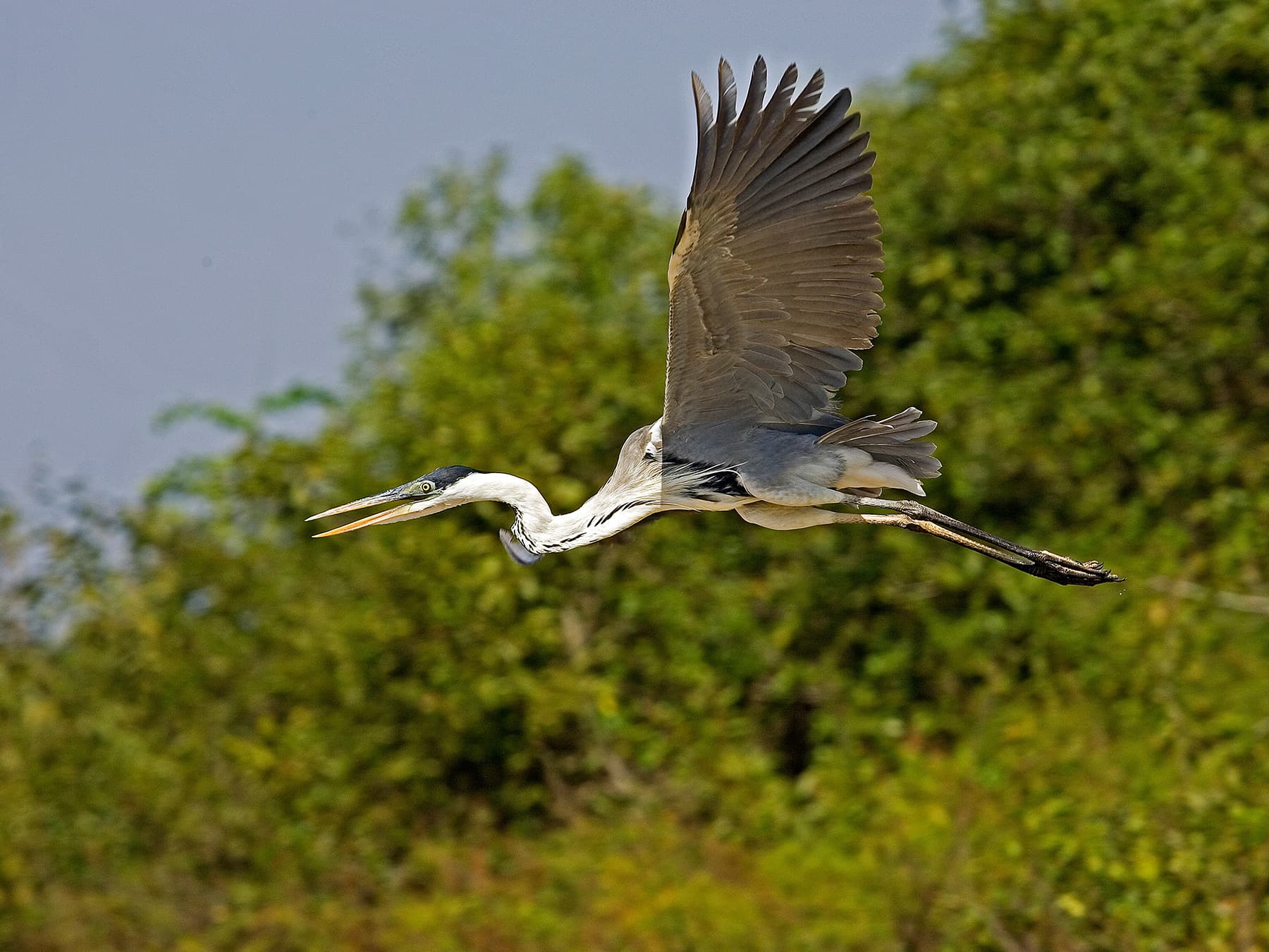 Cocoi Heron in-flight over natural habitat