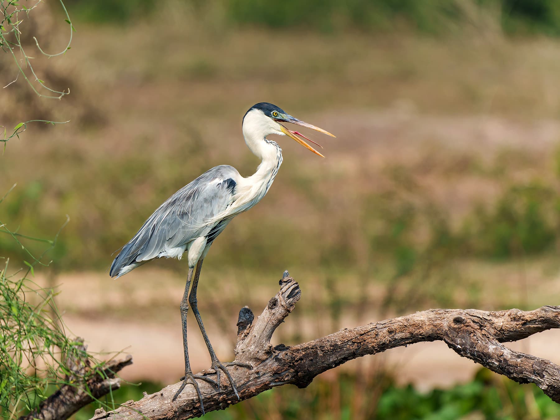 Cocoi Heron perched on a large branch calling