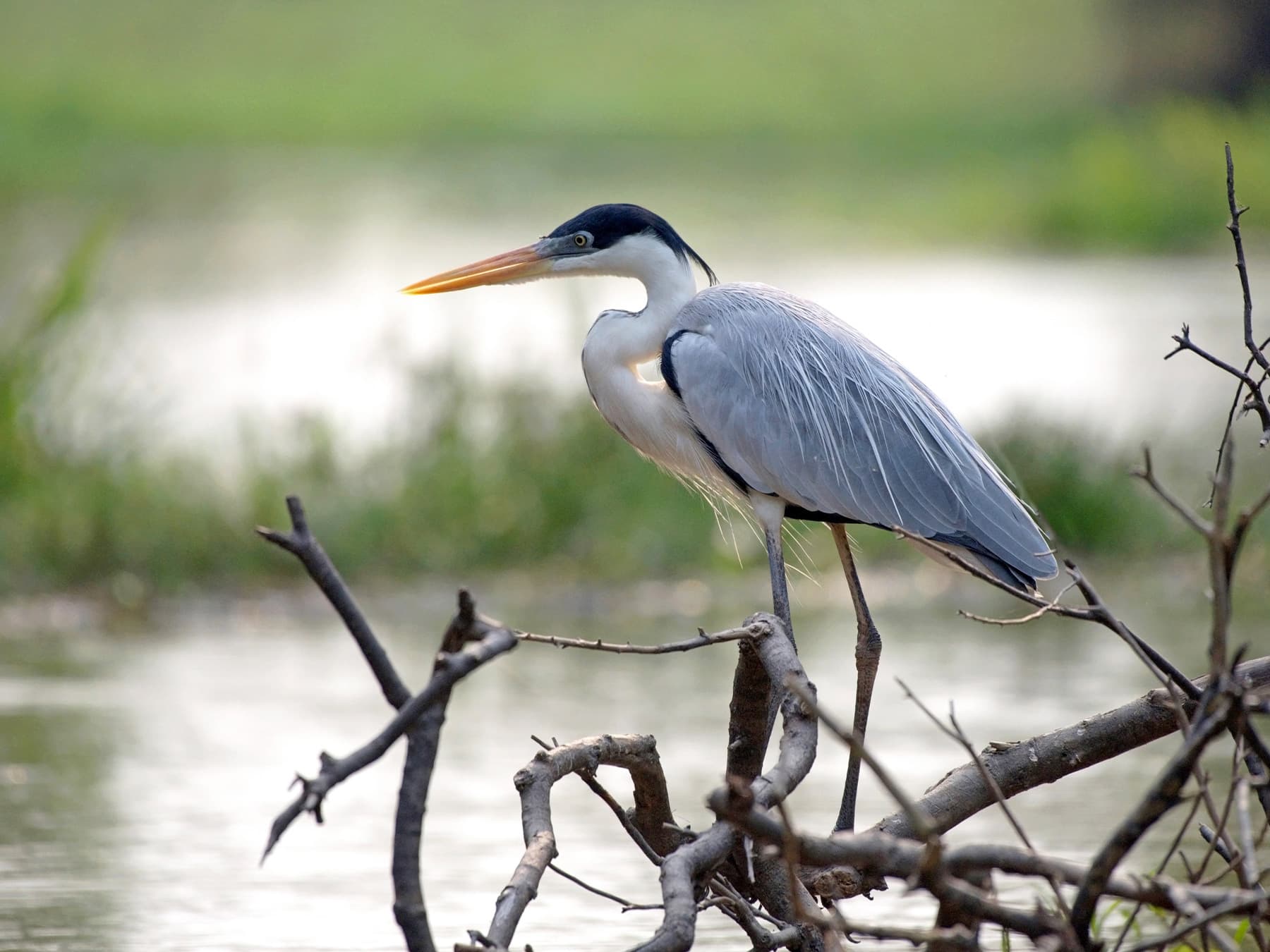 Cocoi Heron perching in a tree along the riverbank