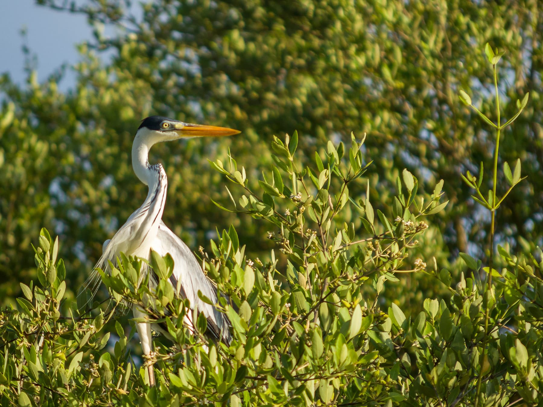 Cocoi Heron resting on a mangrove tree