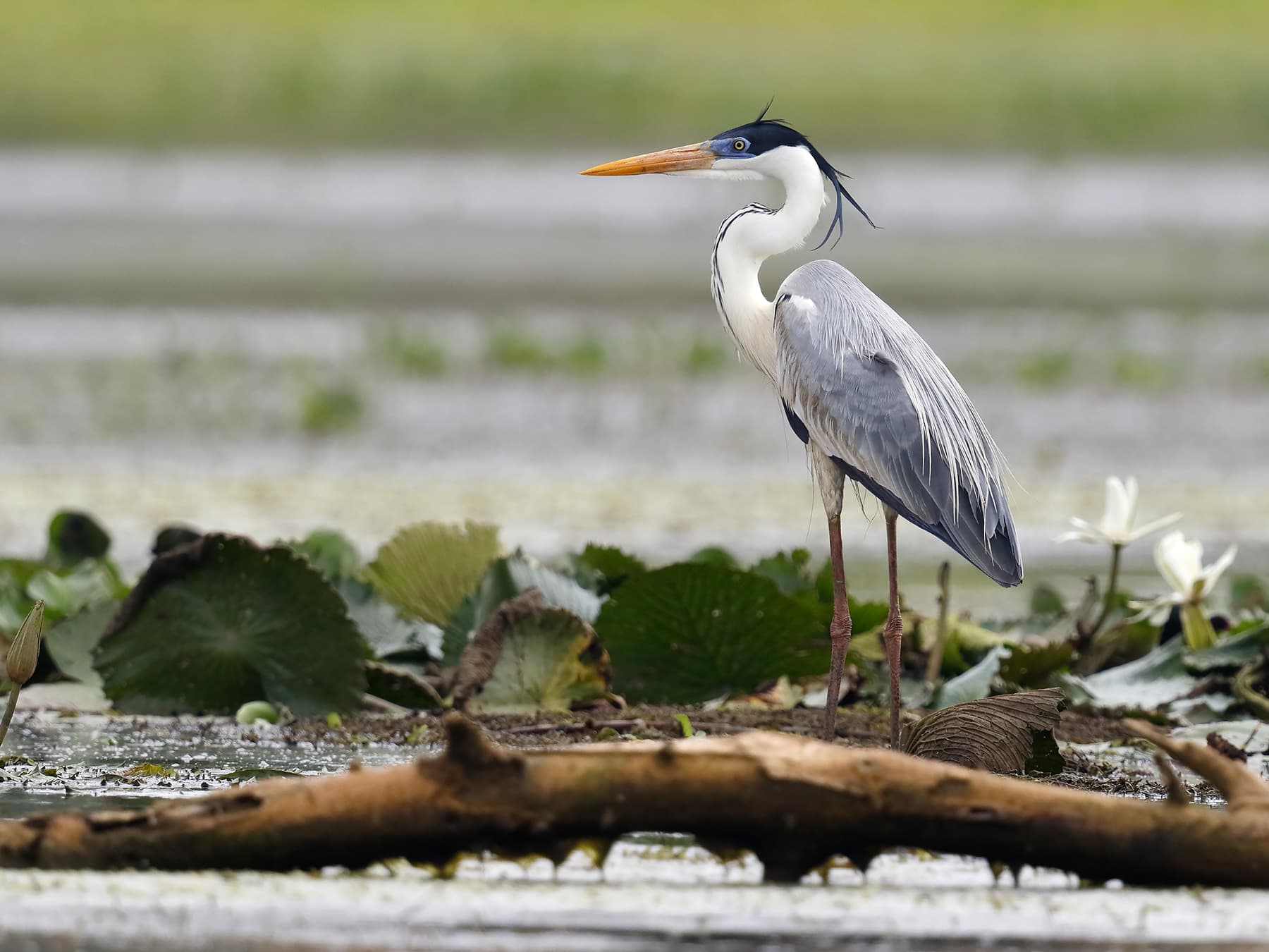 Cocoi Heron standing in a shallow marsh