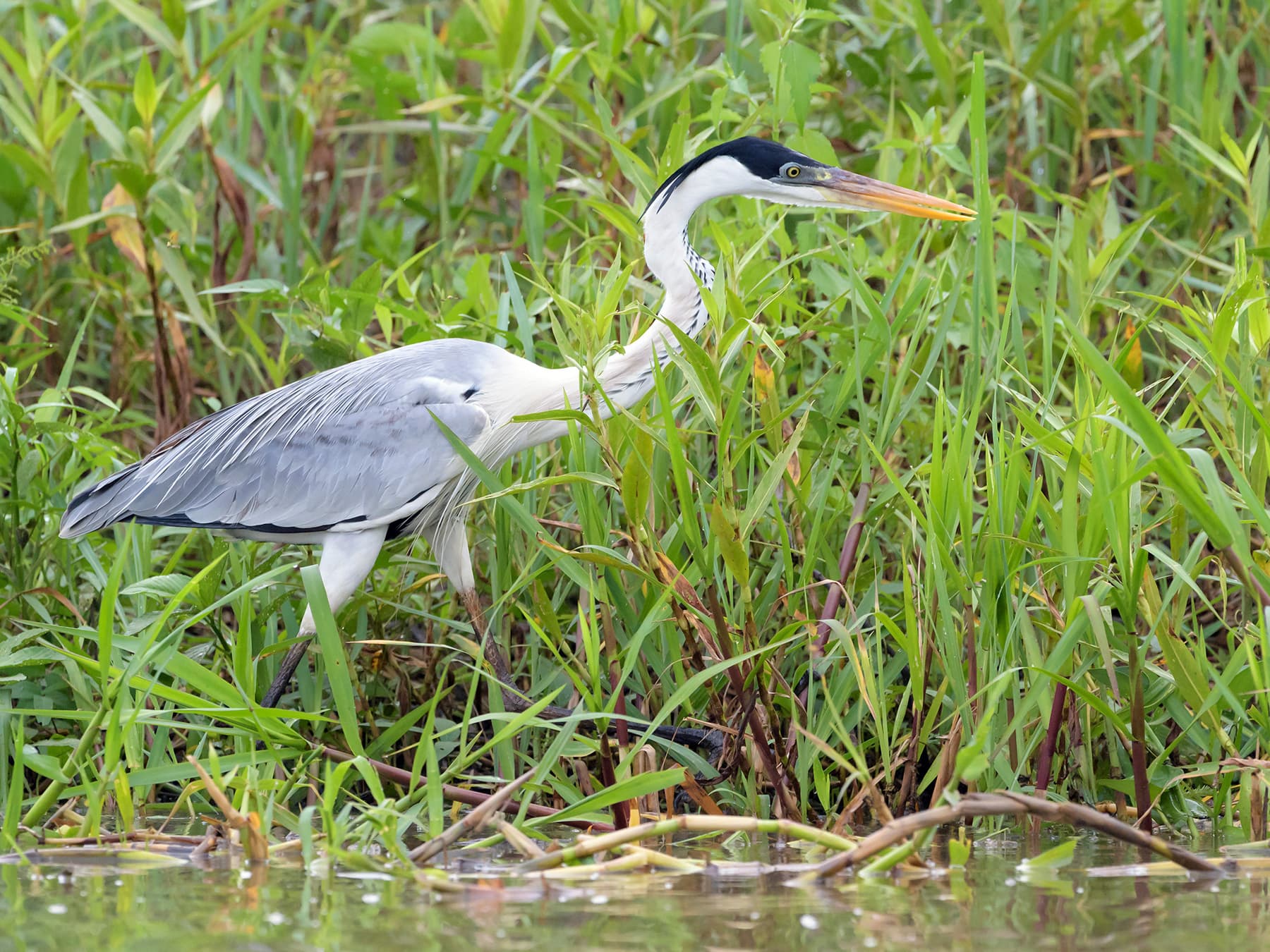 Cocoi Heron walking in wetland habitat
