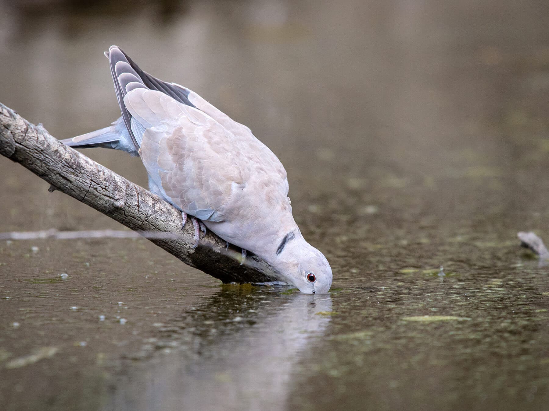 Collared Dove drinking water