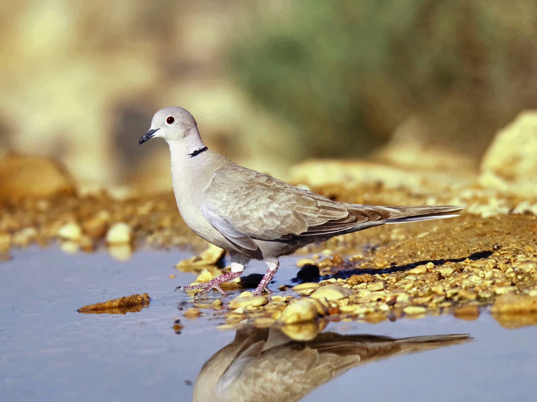A Collared Dove walking at the edge of a puddle