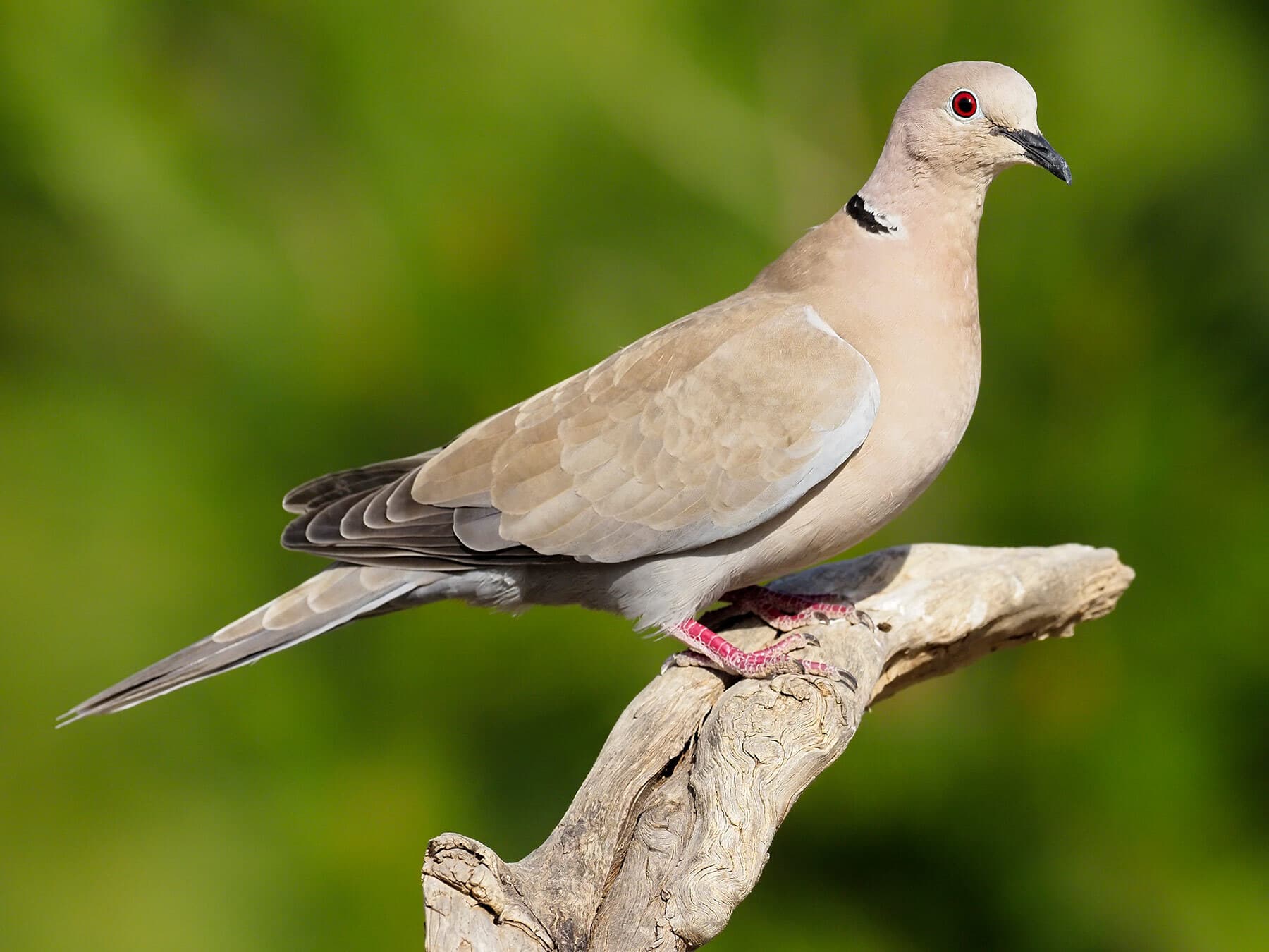 Collared Dove perched on a branch