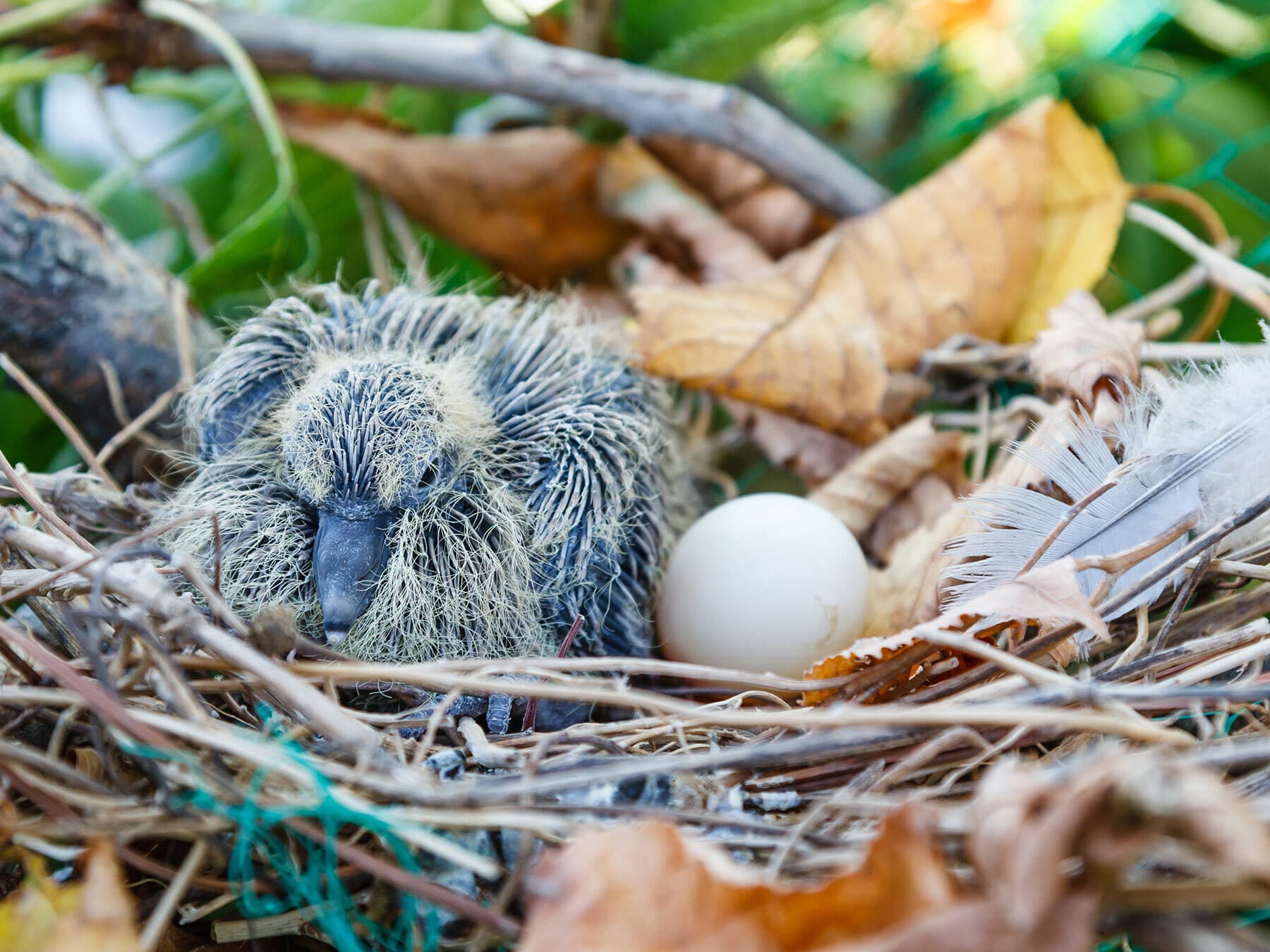 Collared Dove nest with chicks and eggs