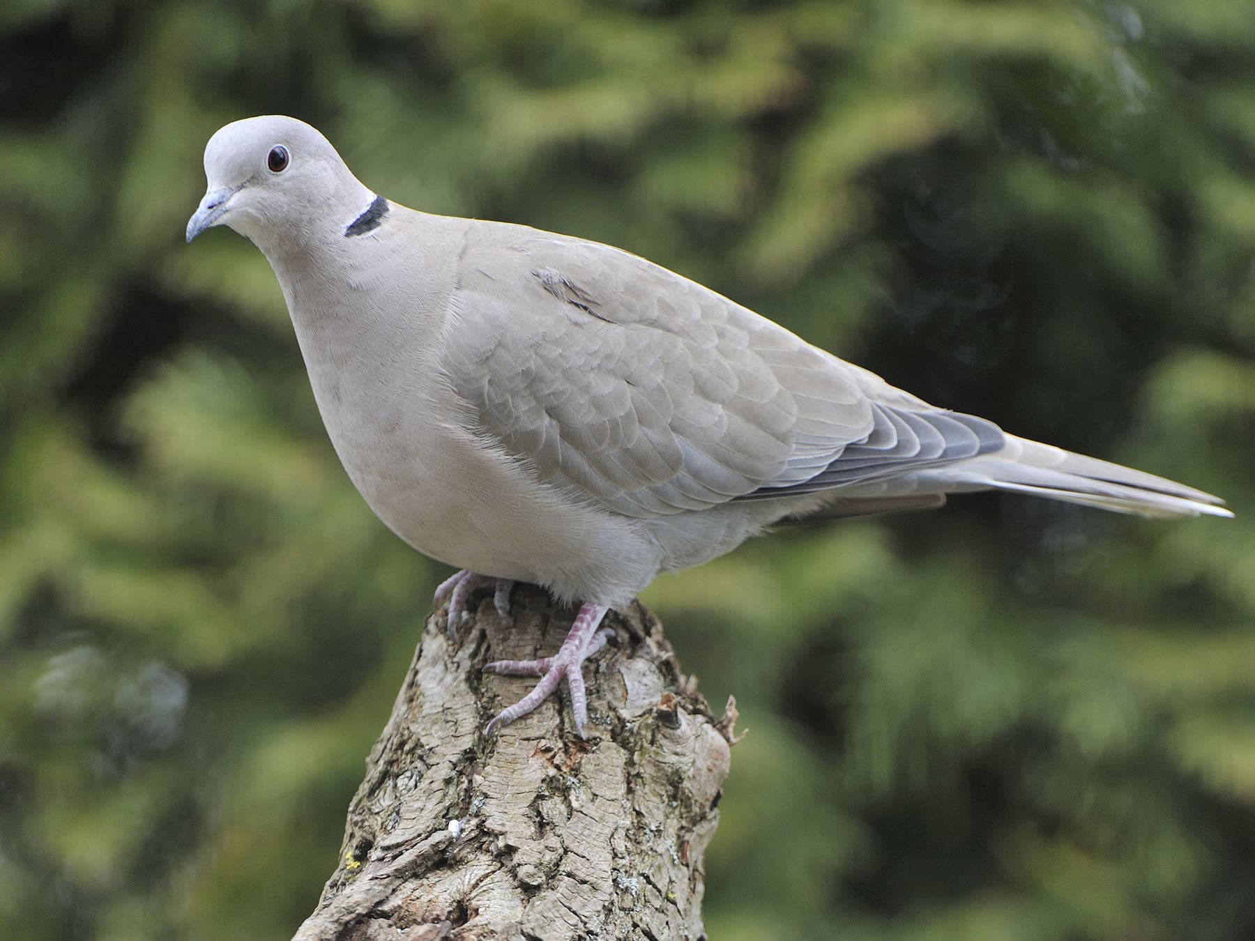 A Collared Dove perched on a tree stump