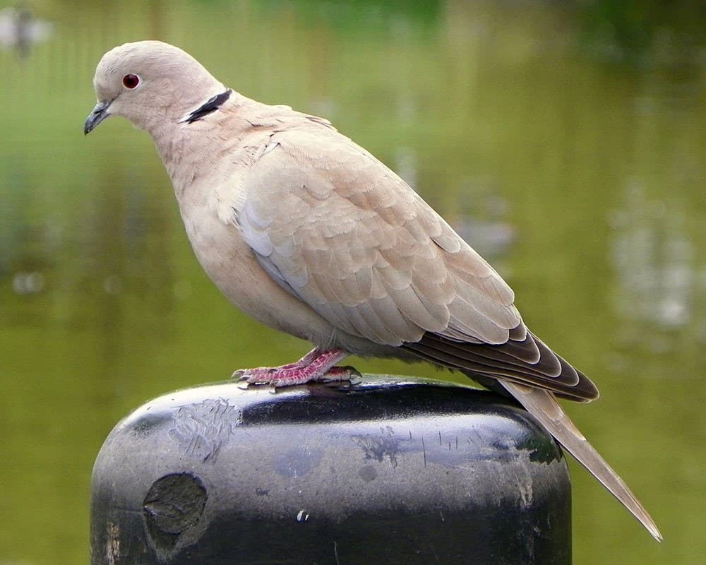 A Collared Dove on a post, showing its red legs