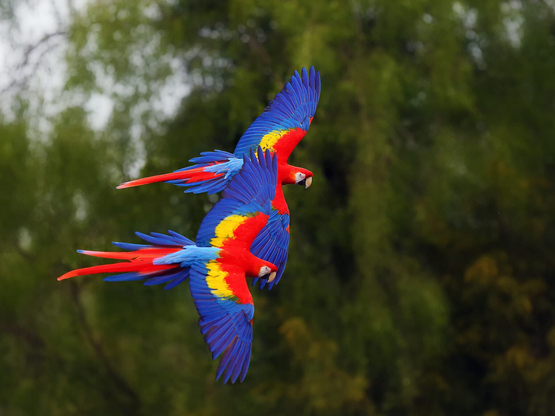 Colorful birds flying
