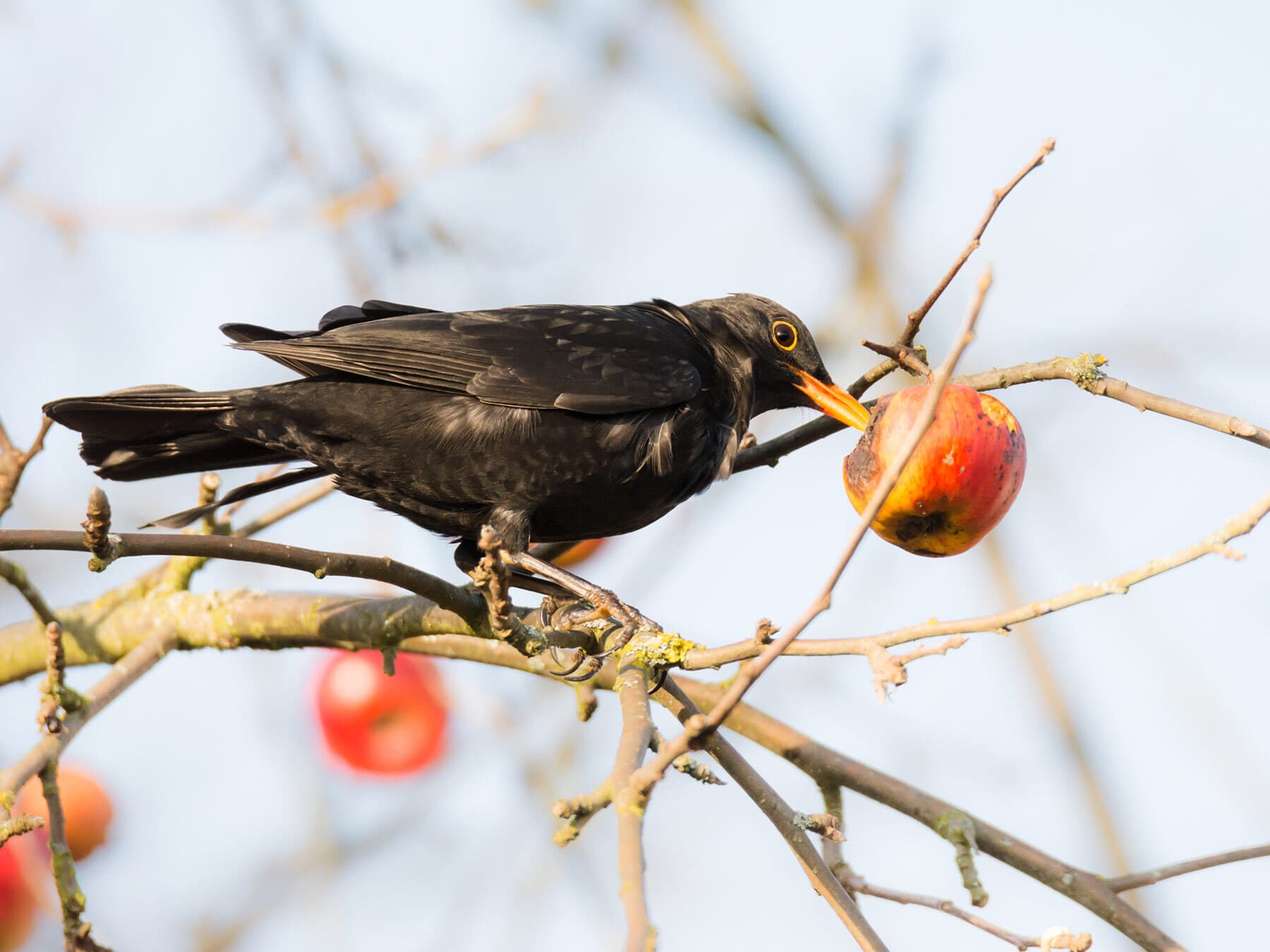 Common blackbird eating apple from tree
