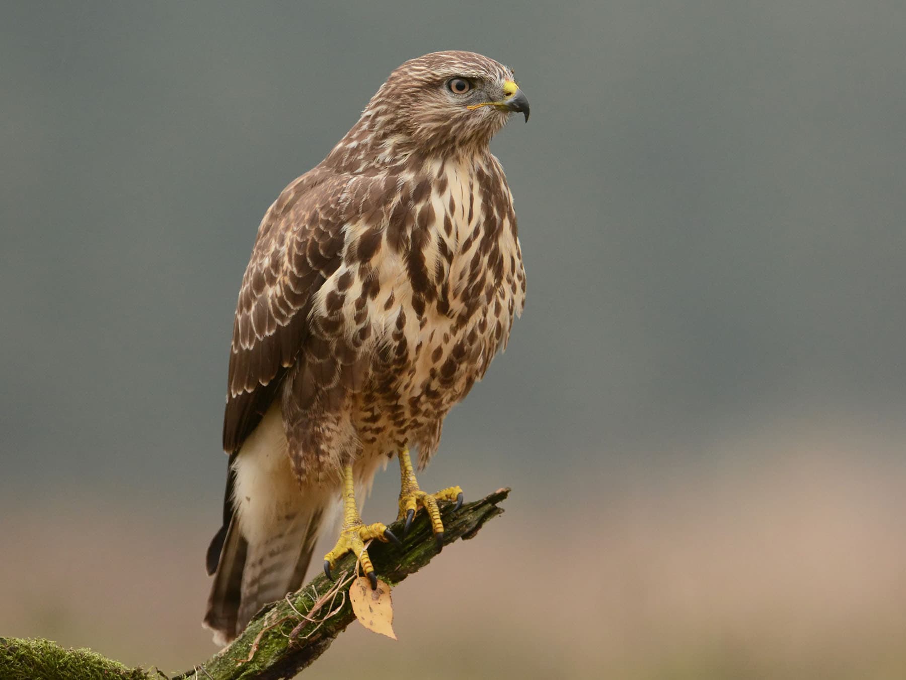 Close up of a Buzzard perched on a branch