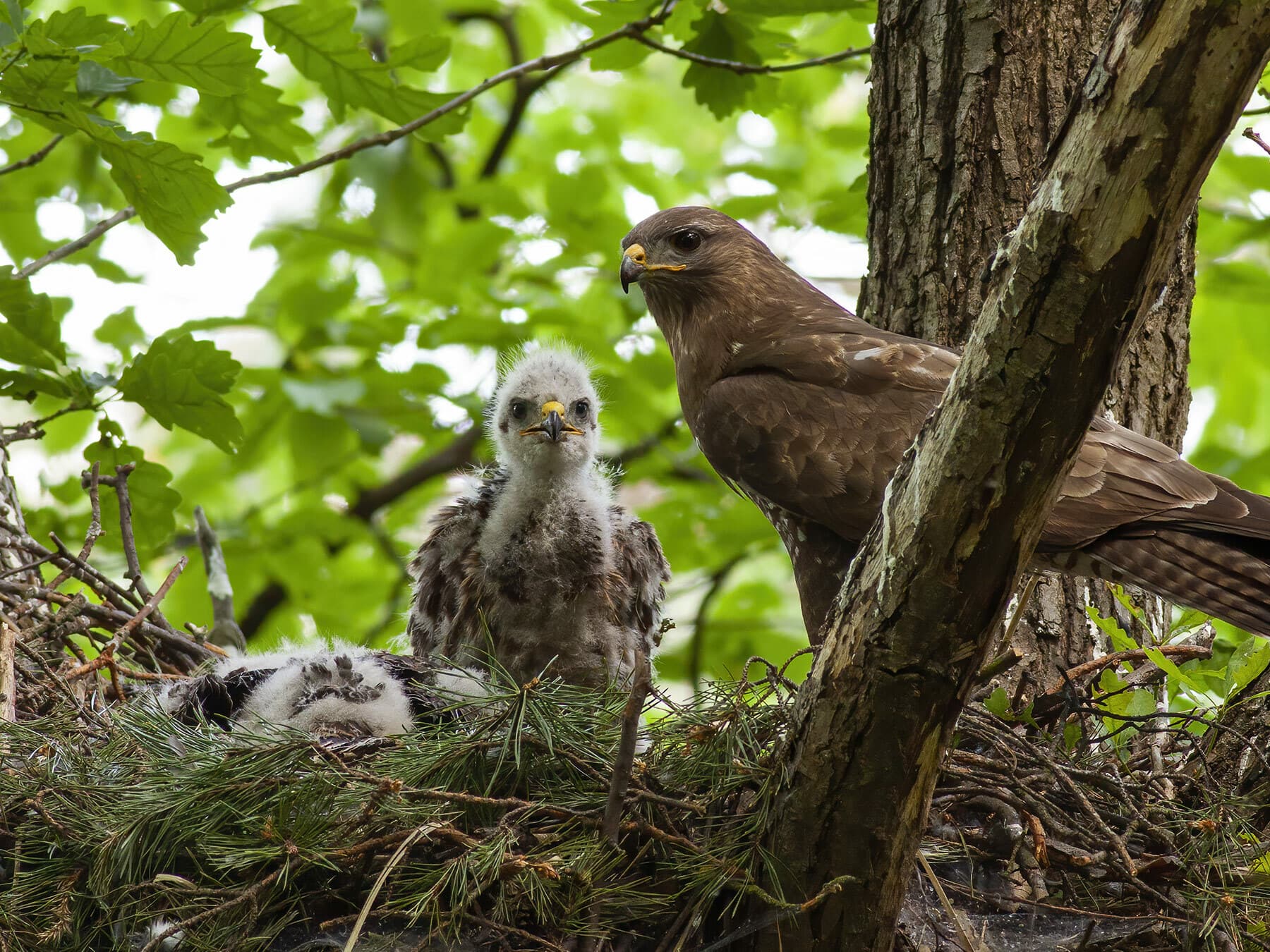 Common Buzzard chicks