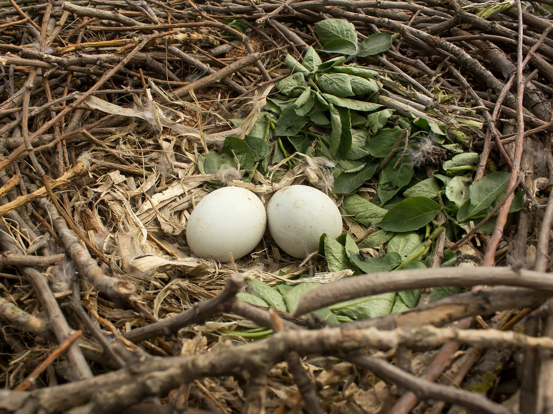 Common Buzzard nest with eggs