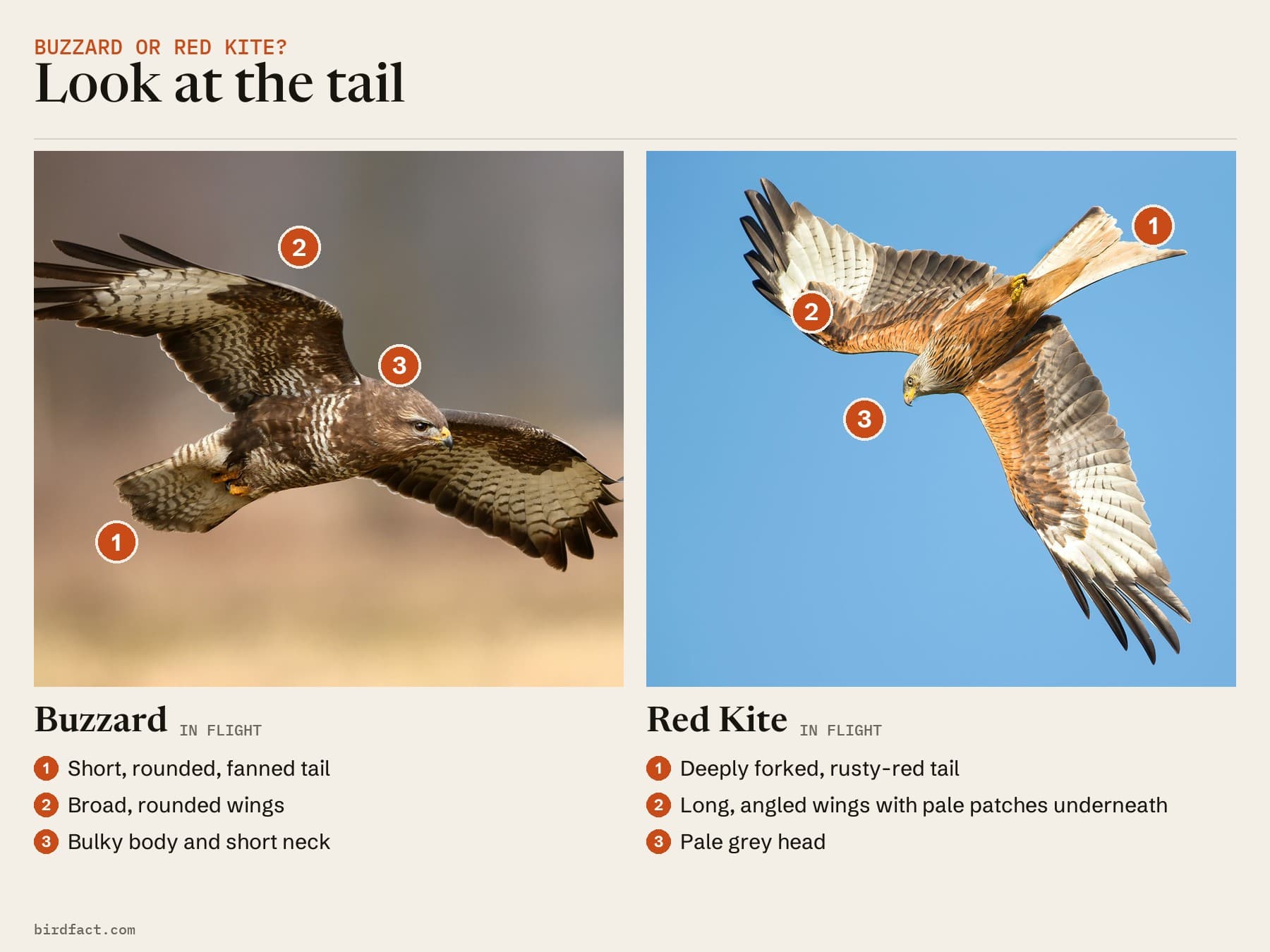 Comparison card, photos of a Buzzard (in flight) on the left and a Red Kite (in flight) on the right, headed 'Look at the tail'. Buzzard: short, rounded, fanned tail; broad, rounded wings; bulky body and short neck. Red Kite: deeply forked, rusty-red tail; long, angled wings with pale patches underneath; pale grey head.