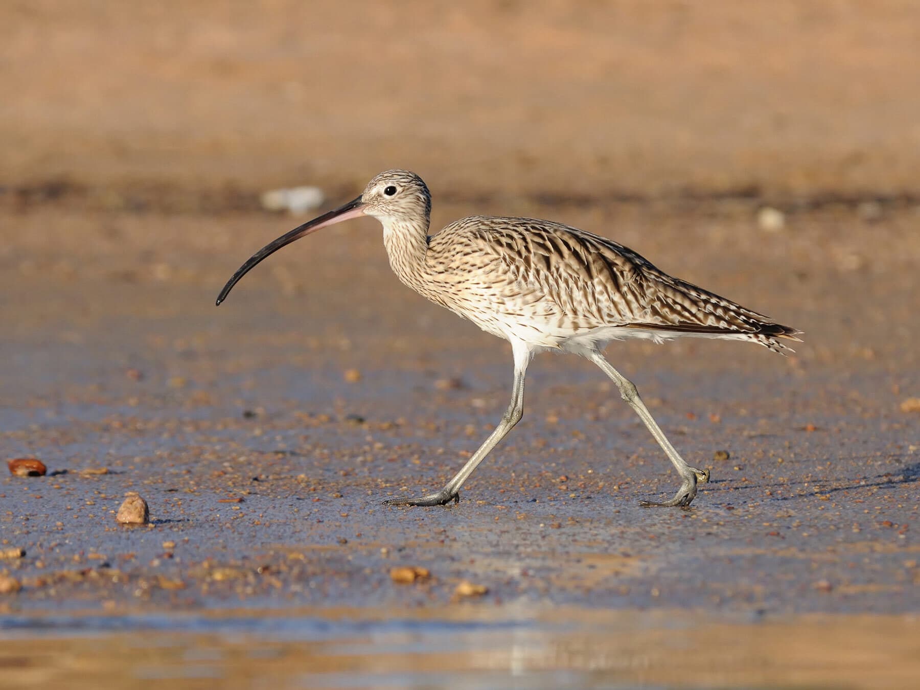 Curlew searching for food, early in the morning