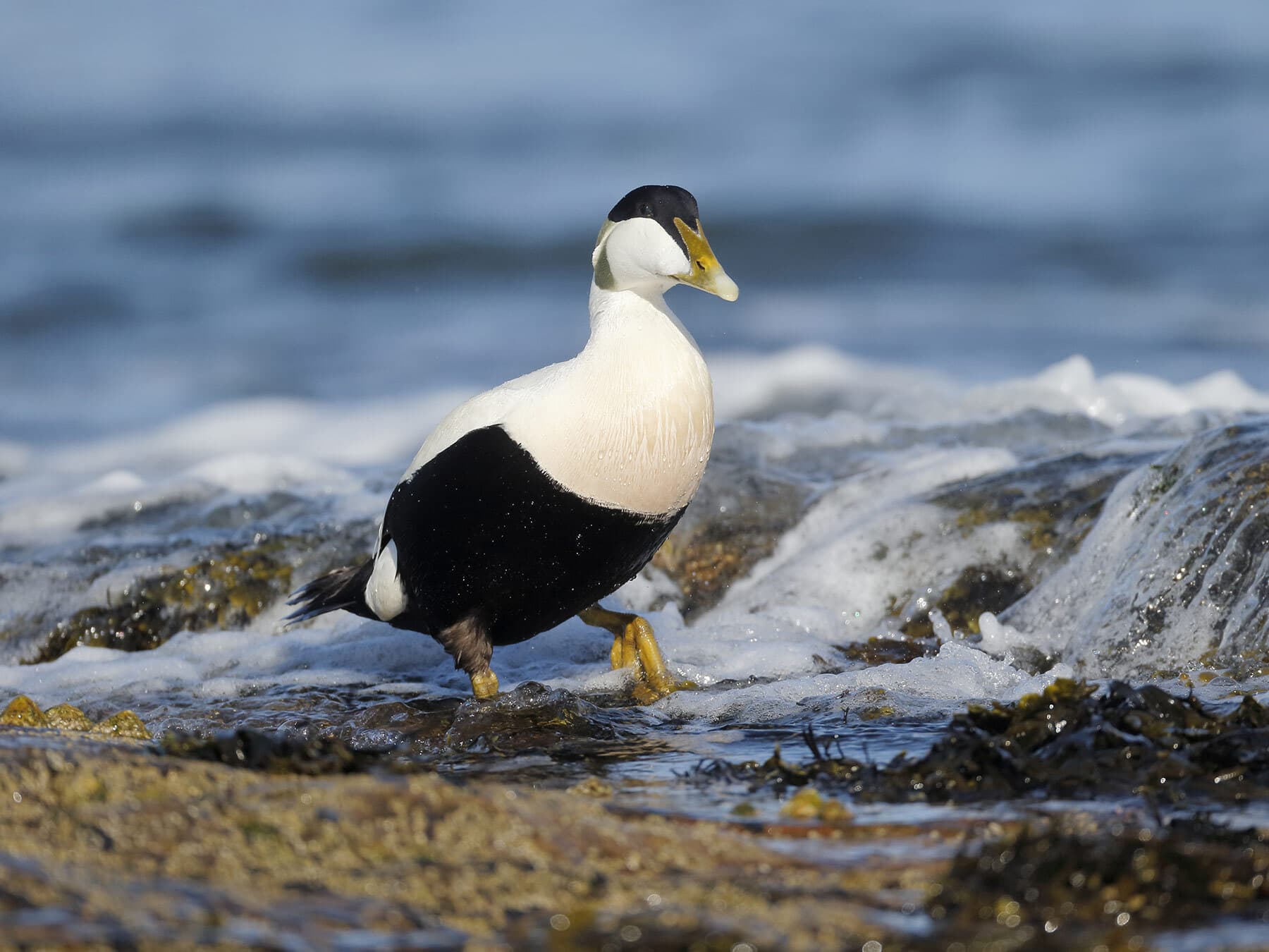 Common Eider walking on the rocks