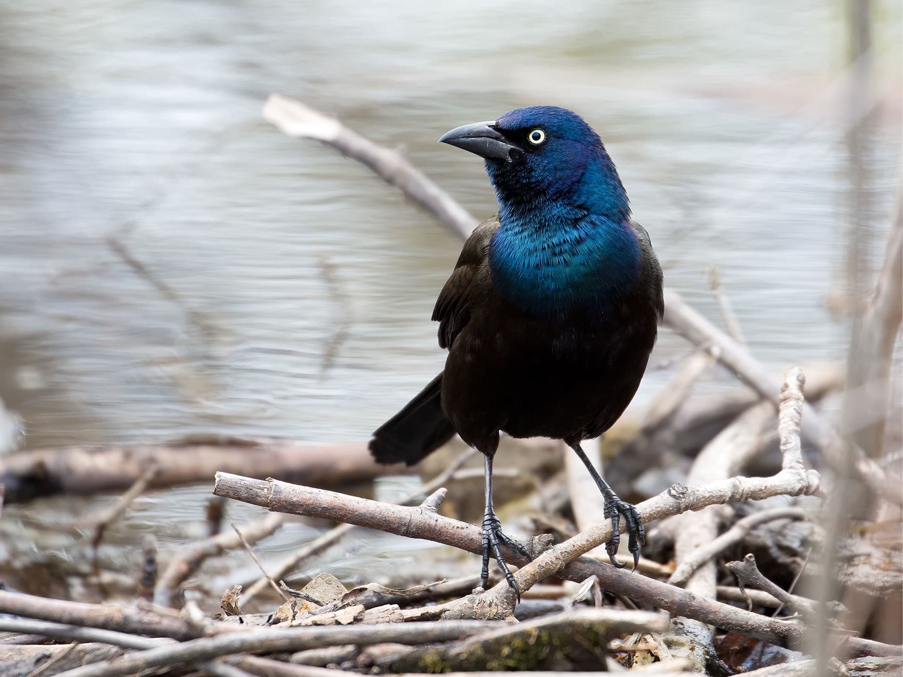 Common Grackle standing by the waterside