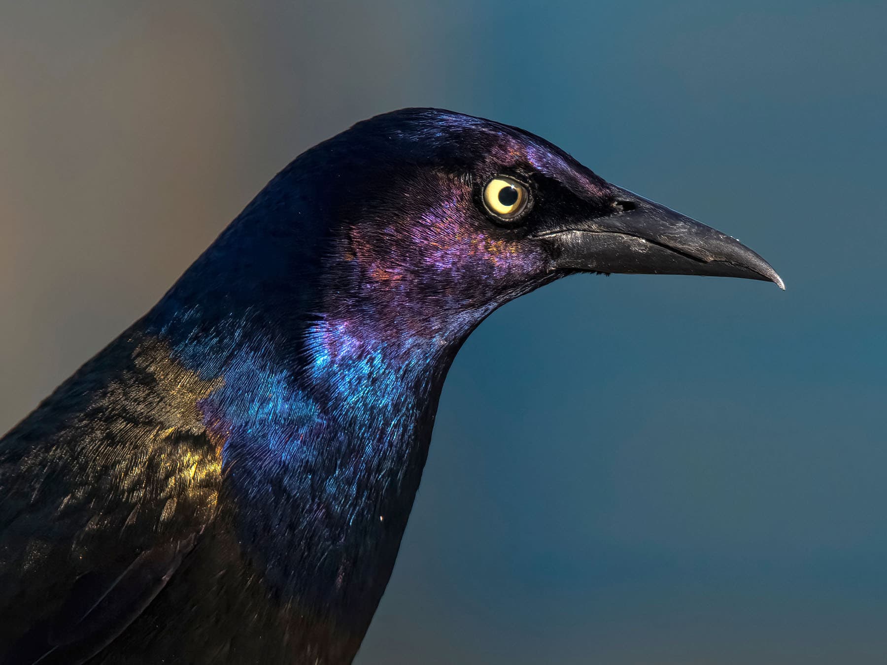 Portrait of a Common Grackle