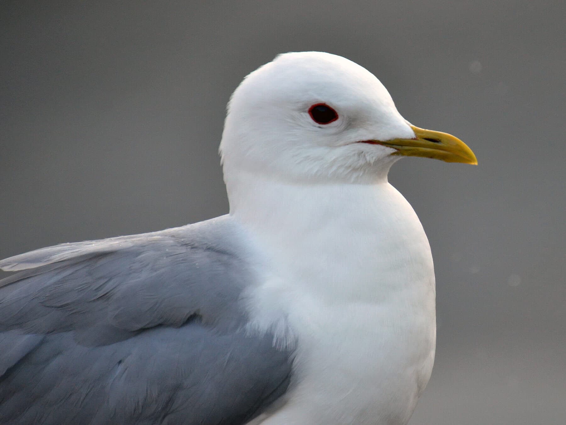 Common Gull