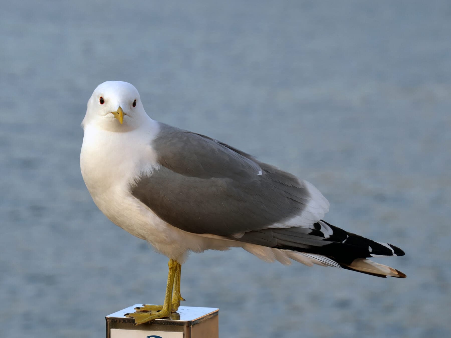 Common Gull stood on a post