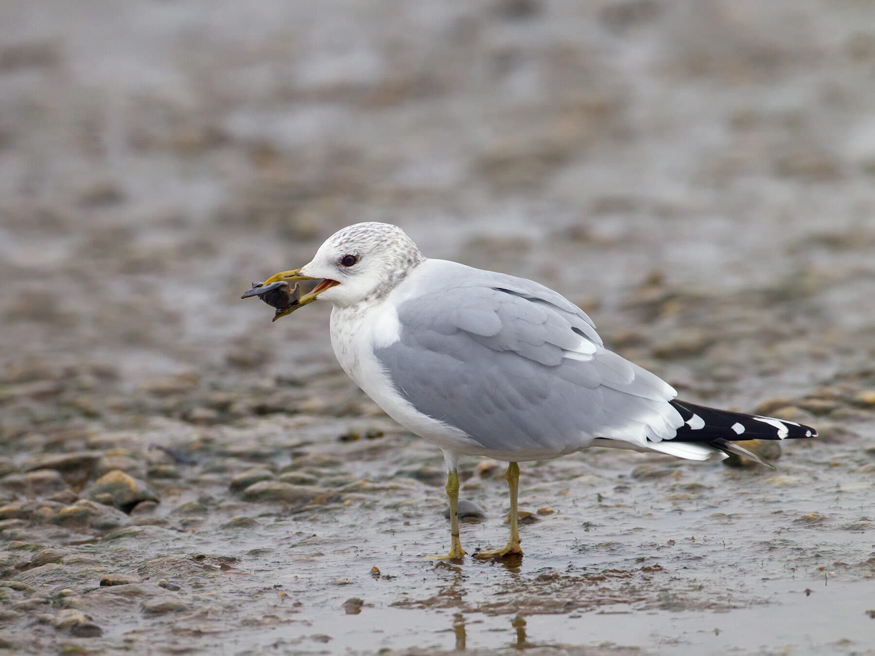 Common Gull feeding