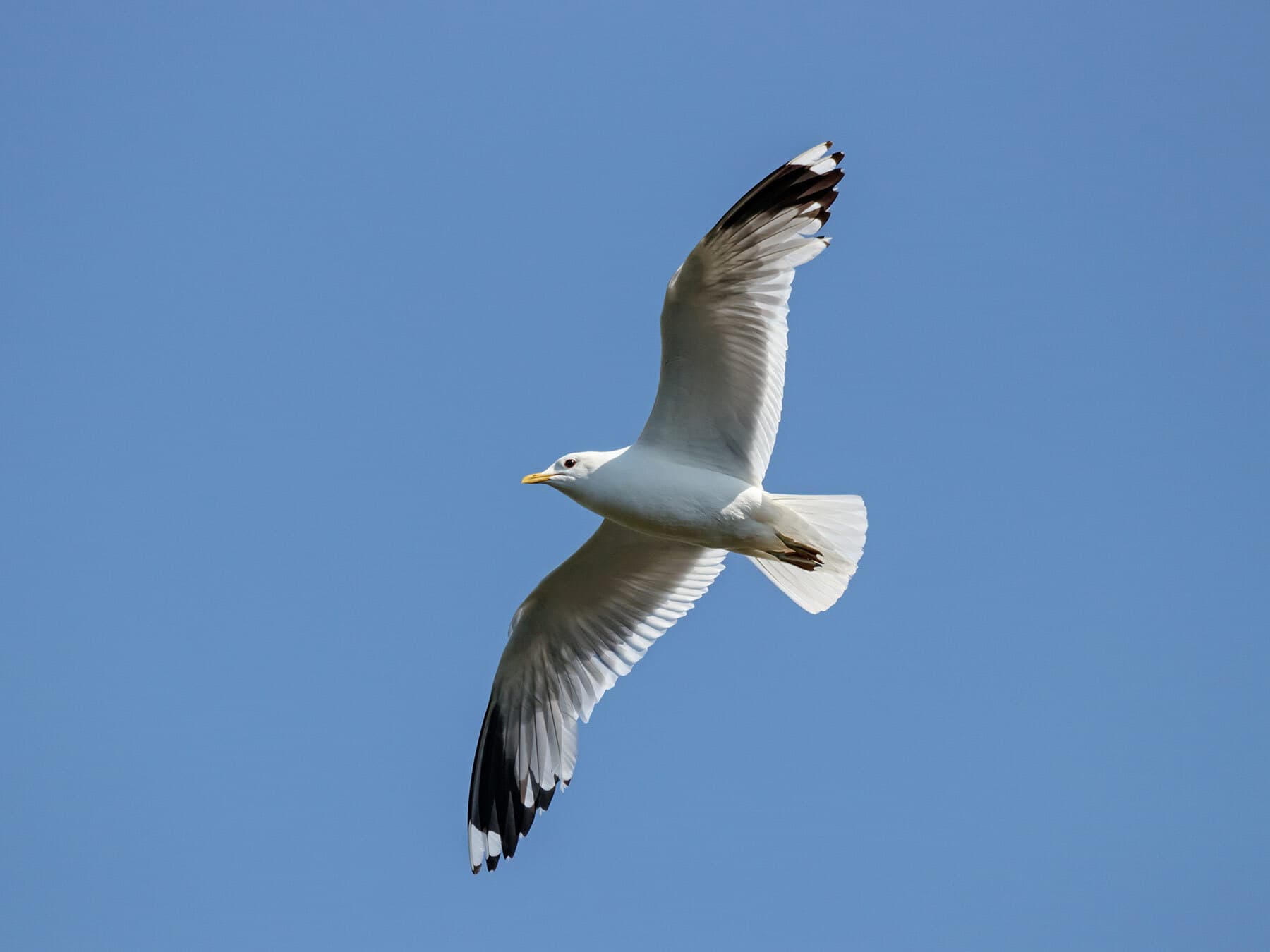 Common Gull in flight