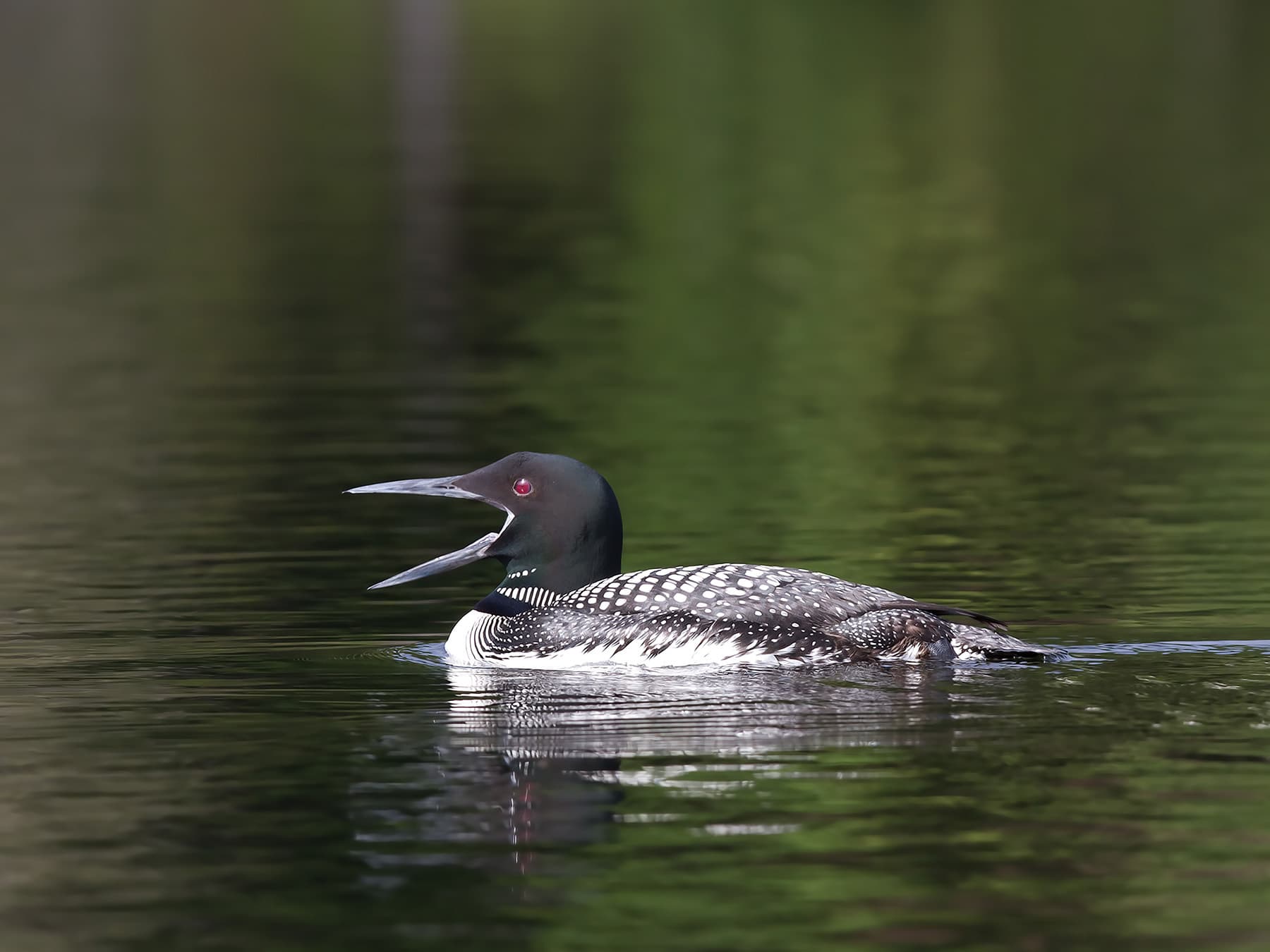 Common loon calling