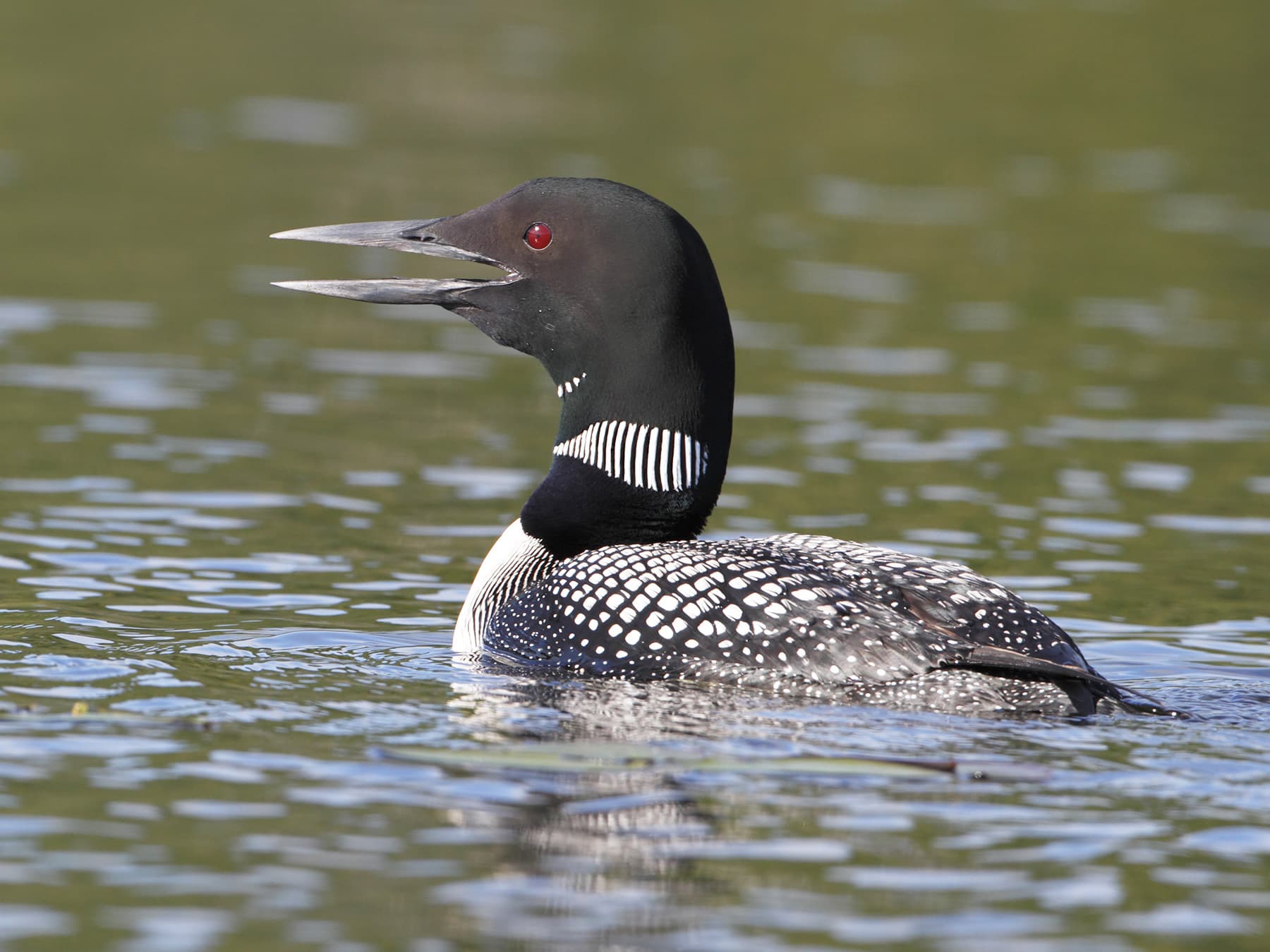 Common Loon, breeding plumage, calling out