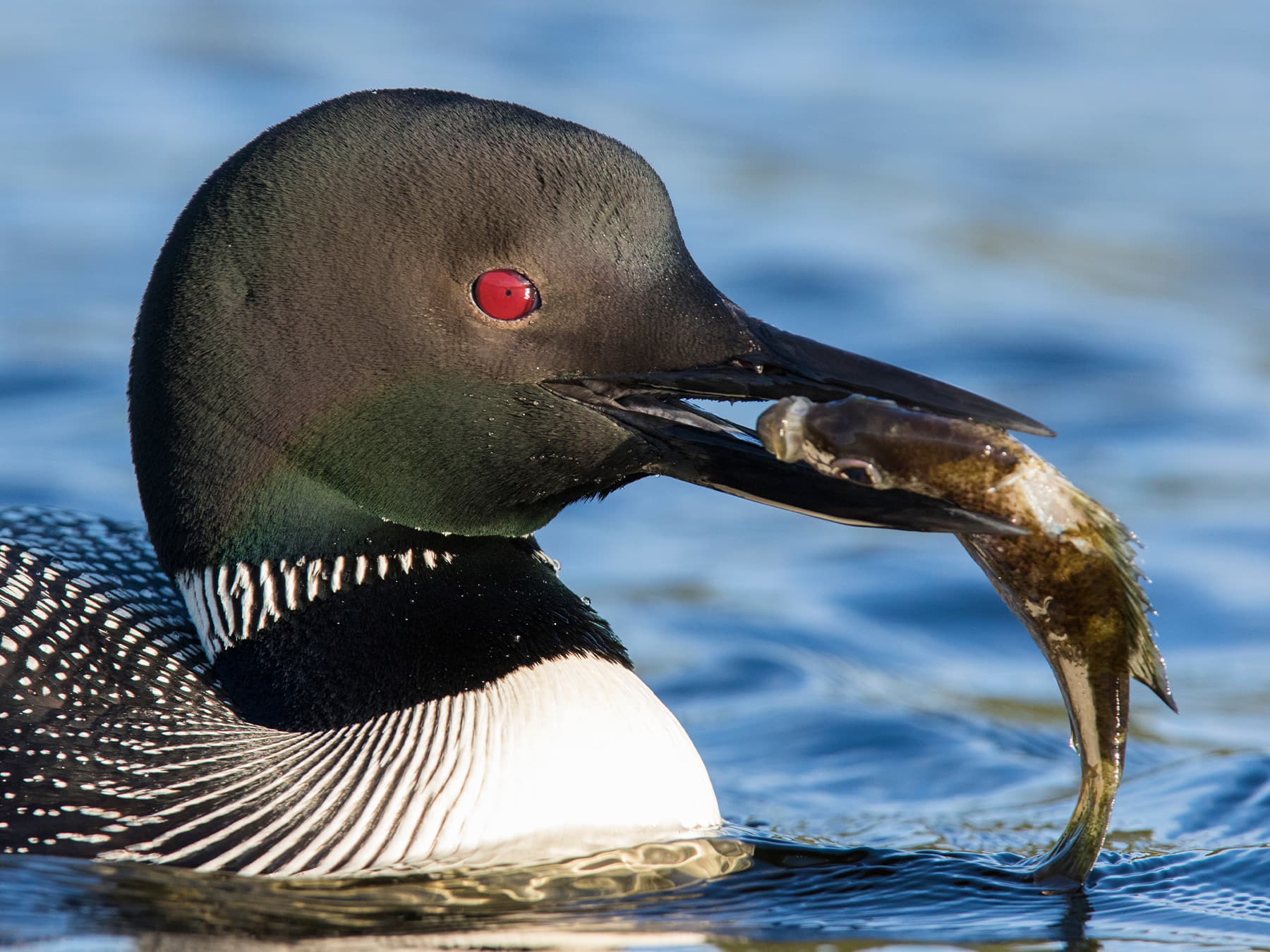 Common Loon feeding on a fish