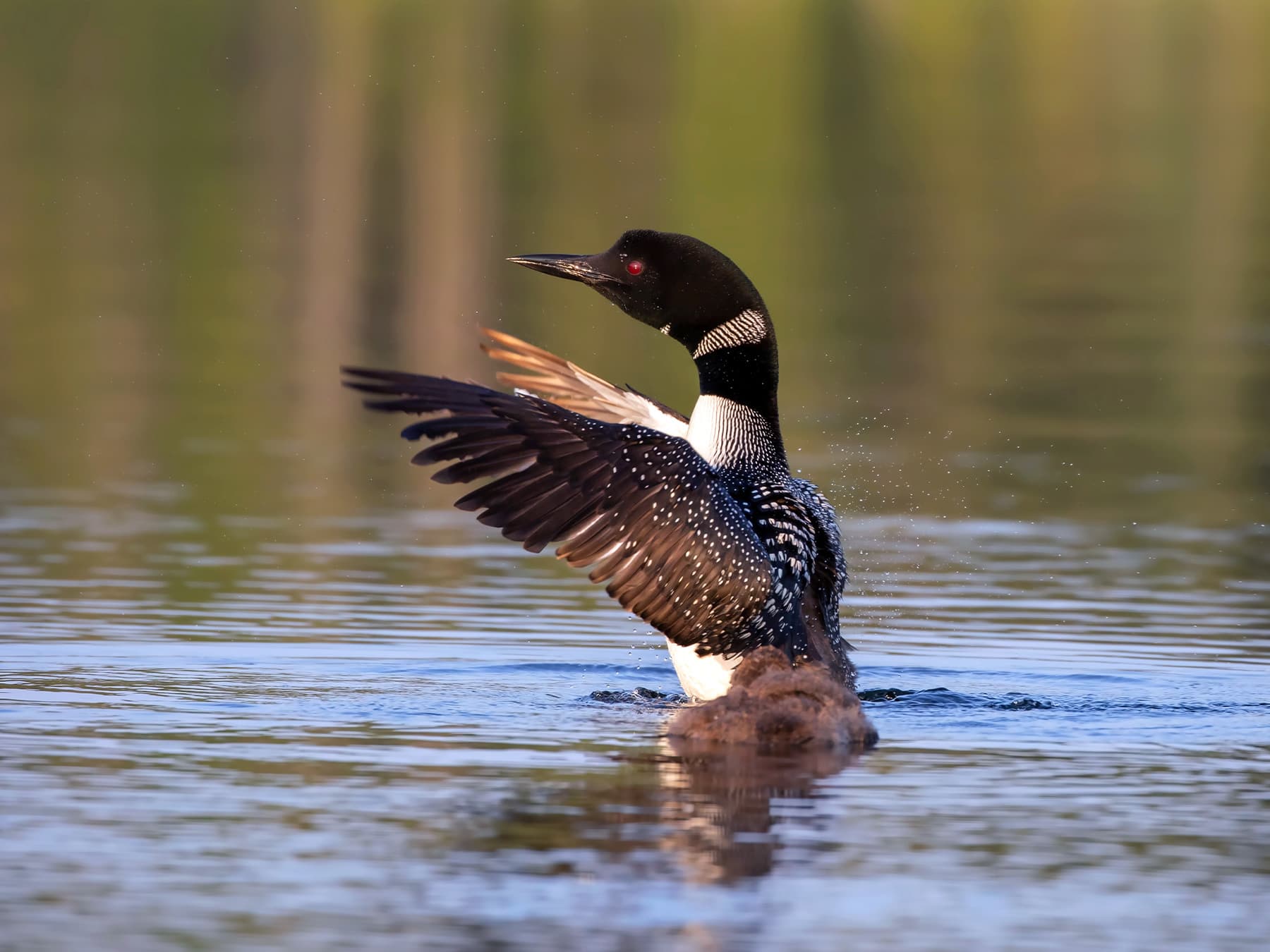 Common Loon stretching its wings