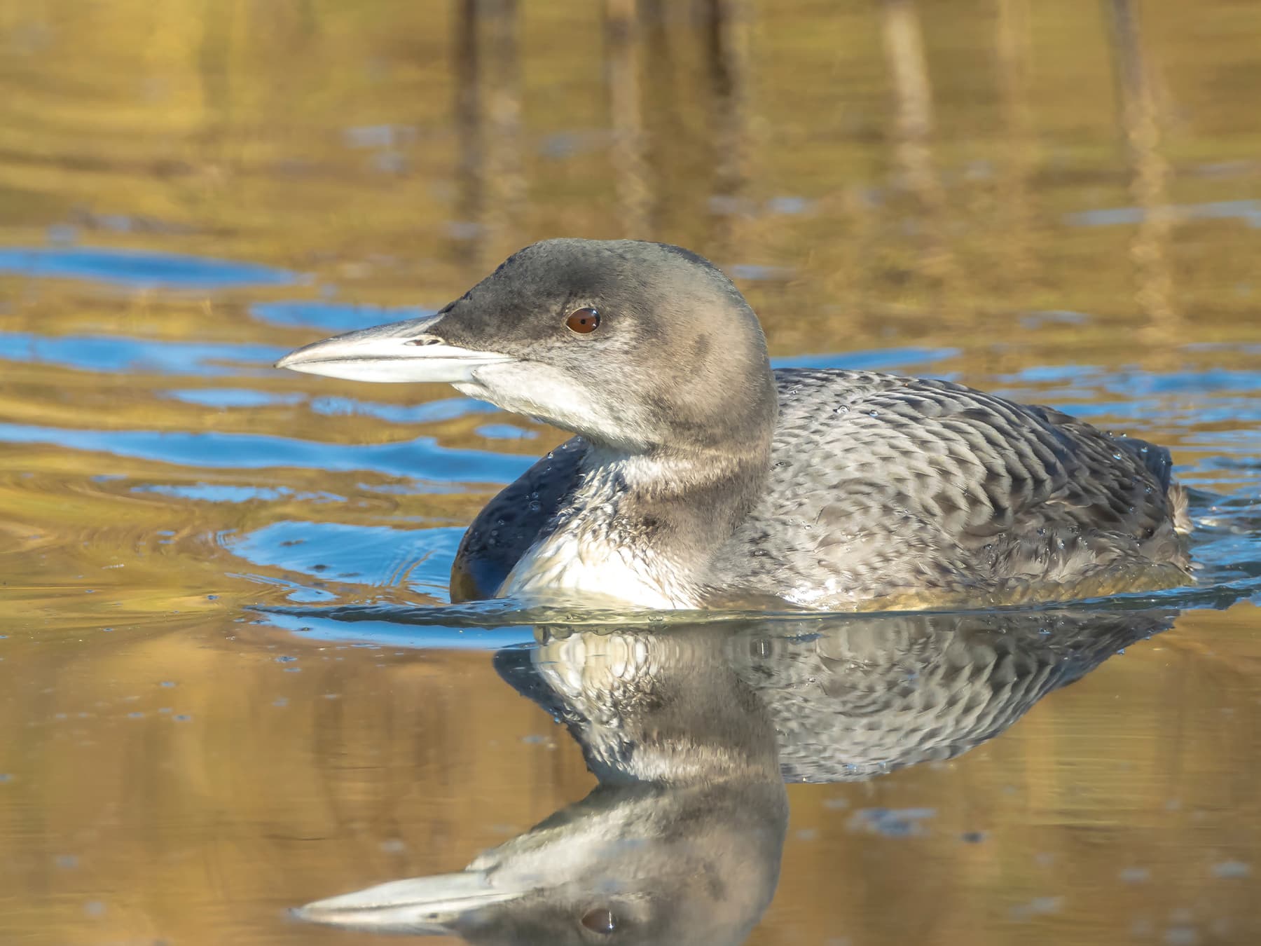 Common Loon, non-breeding plumage