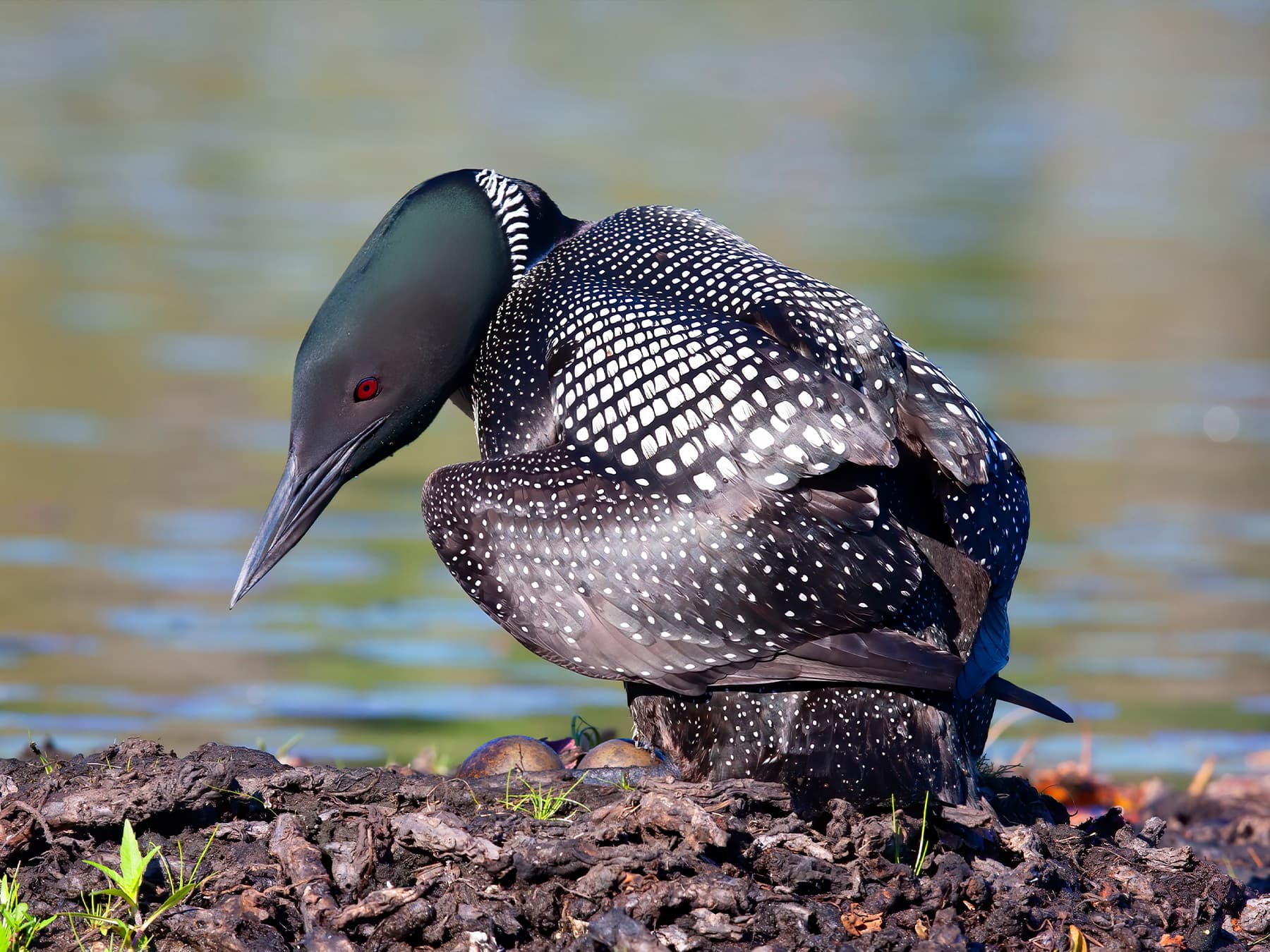 Common Loon at nest site with two eggs