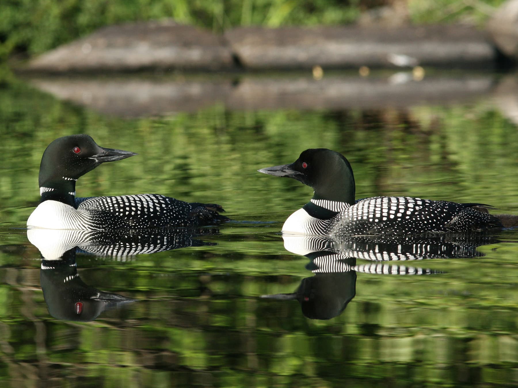 Common loon pair
