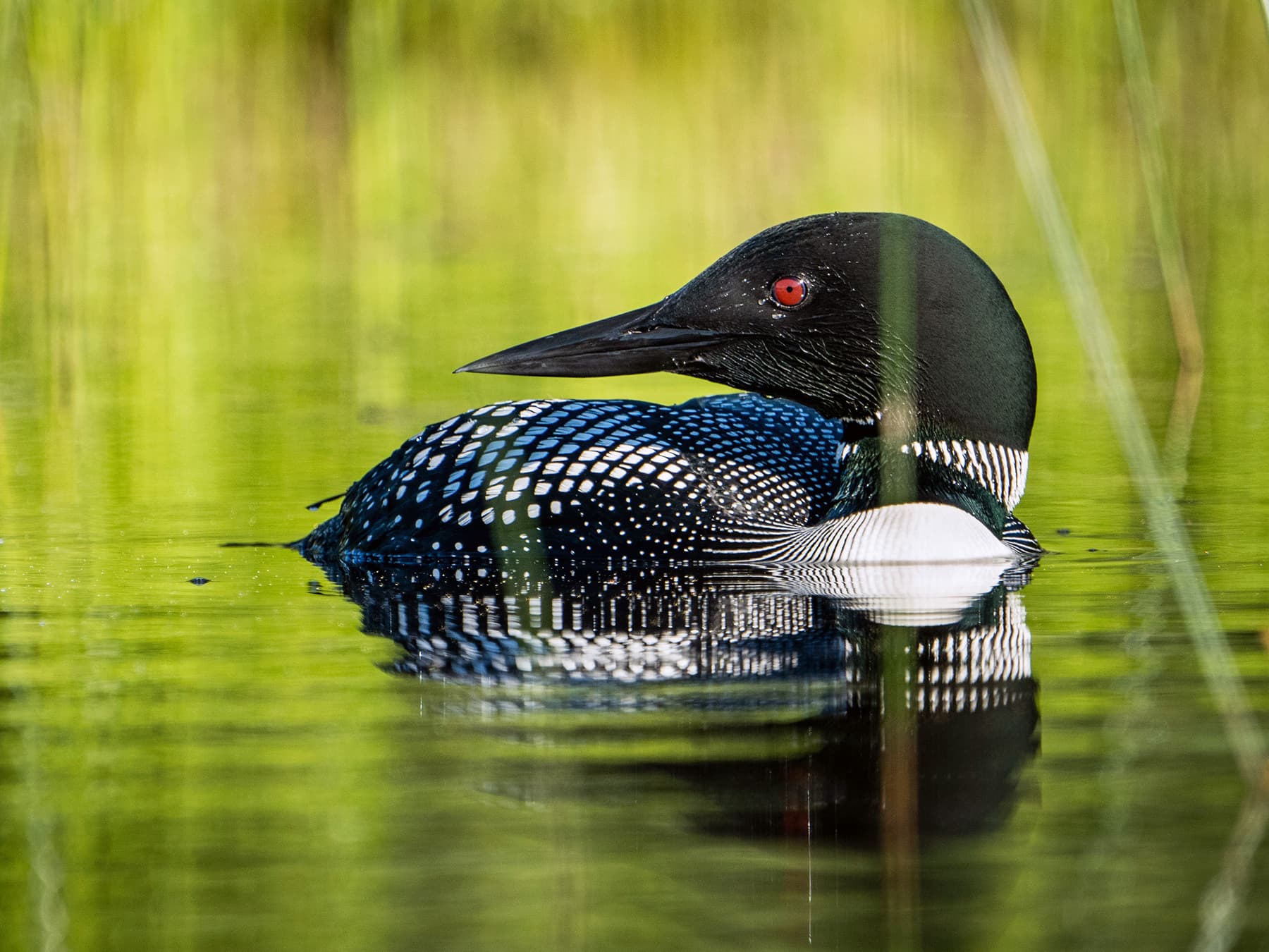 Common Loon resting on the water