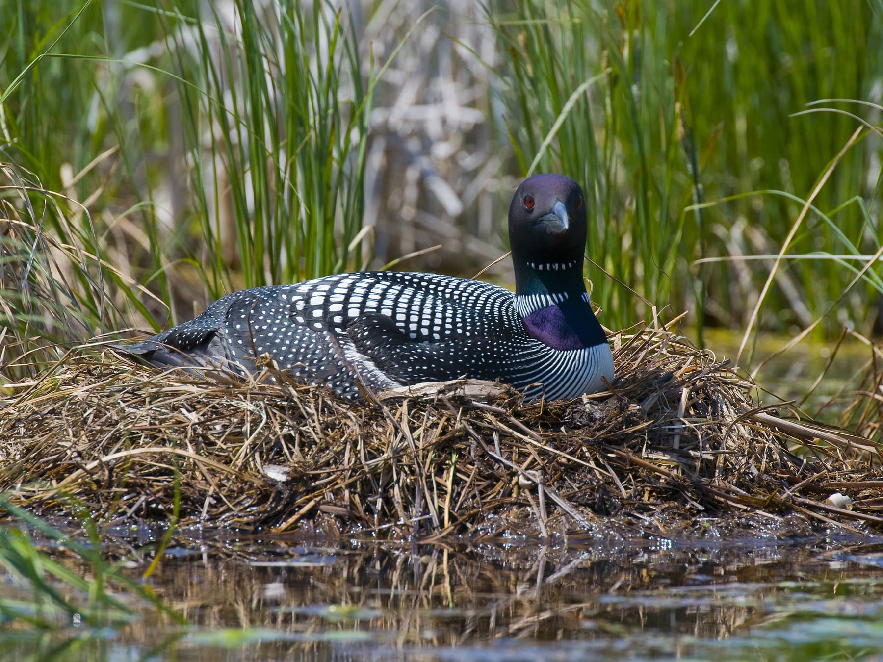 Common Loon sitting on the nest by the waters edge