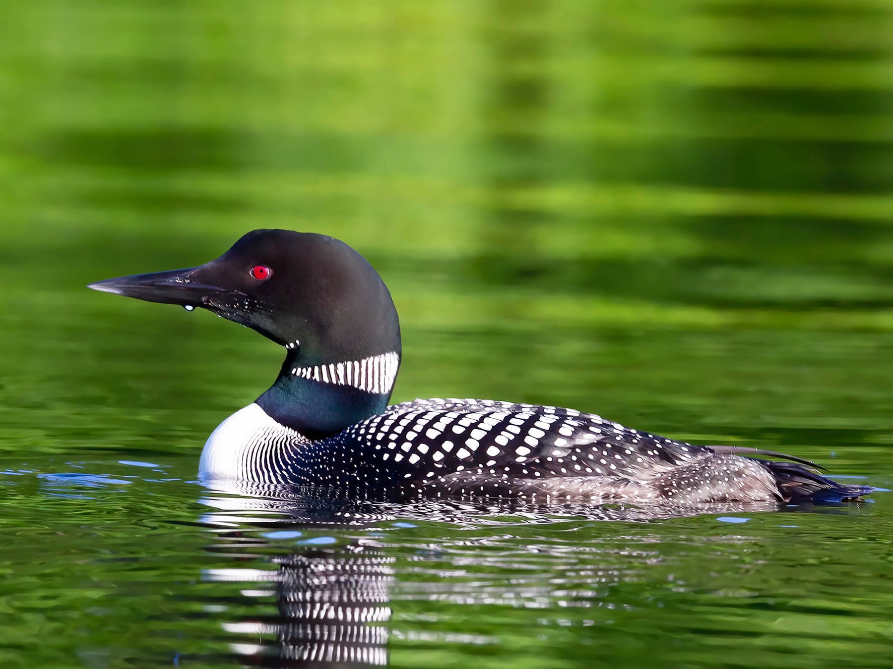 Common Loon, breeding plumage