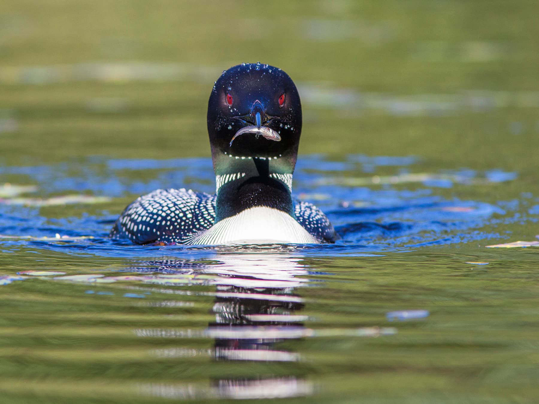 Common Loon swimming towards the camera