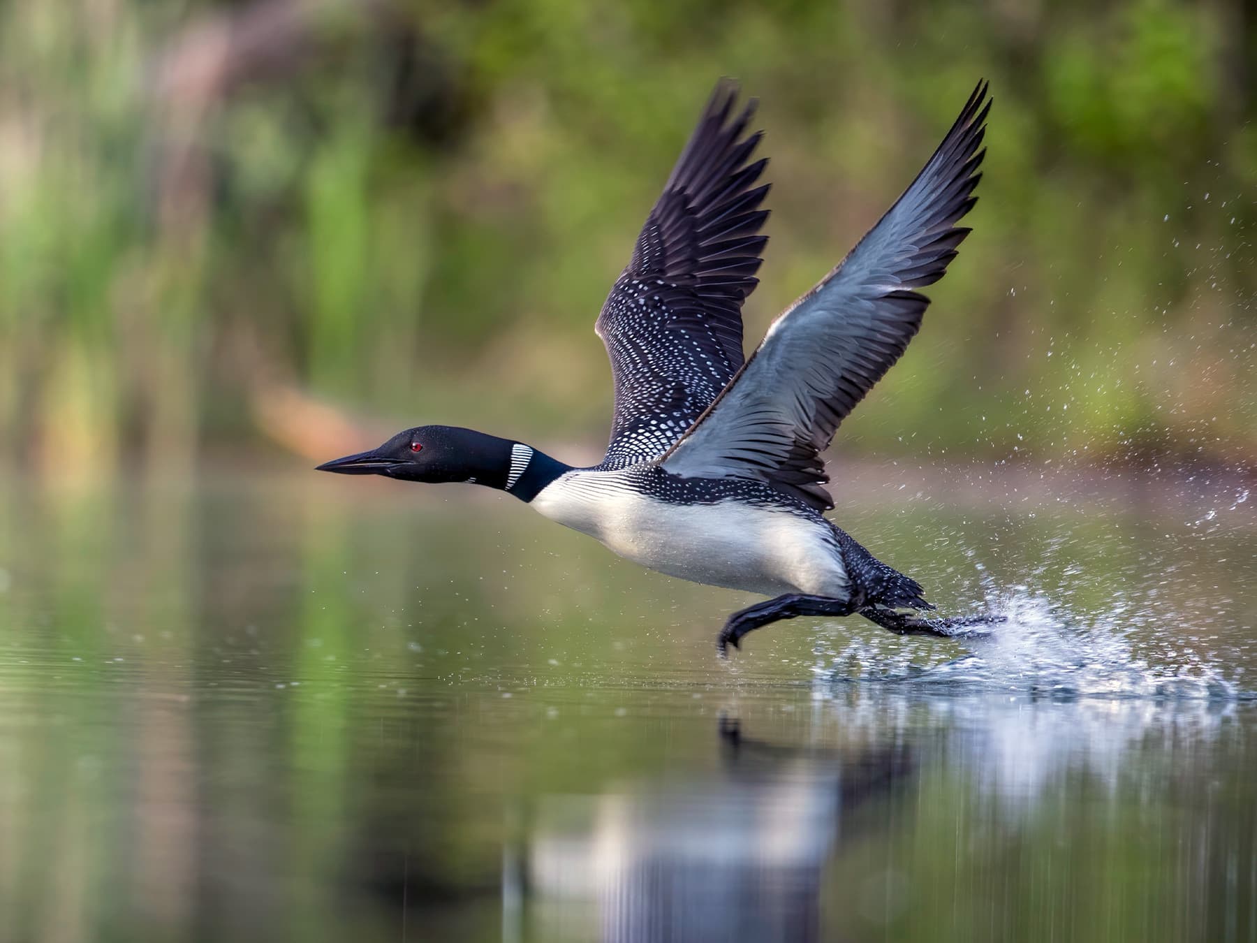 Common Loon taking-off from the water