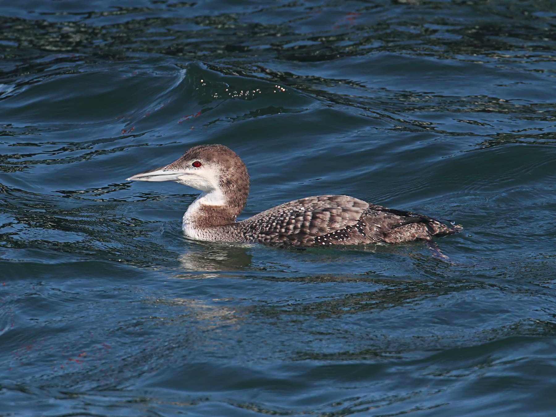 Common loon winter plumage