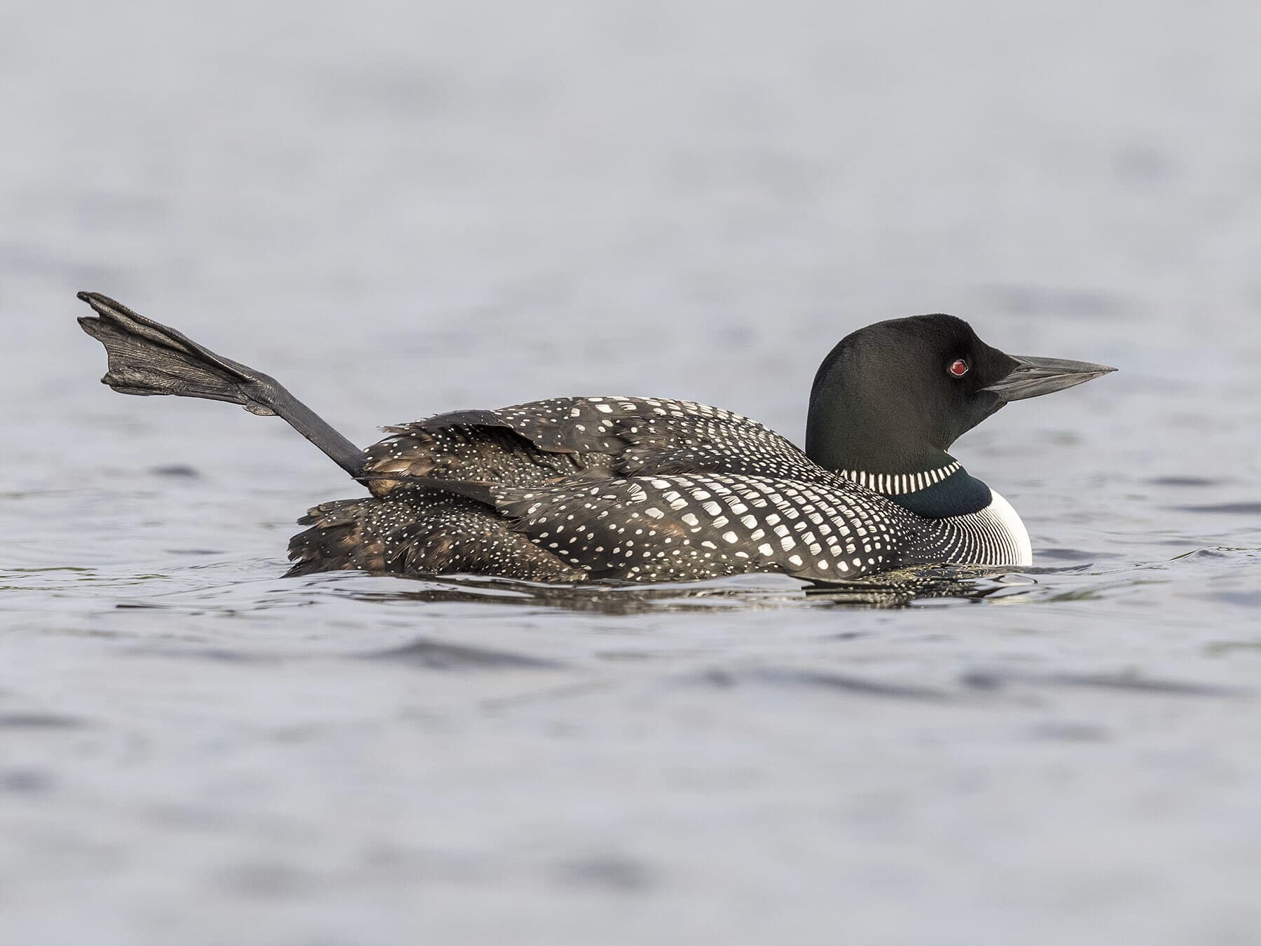 Common loon