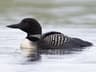 Common Loon