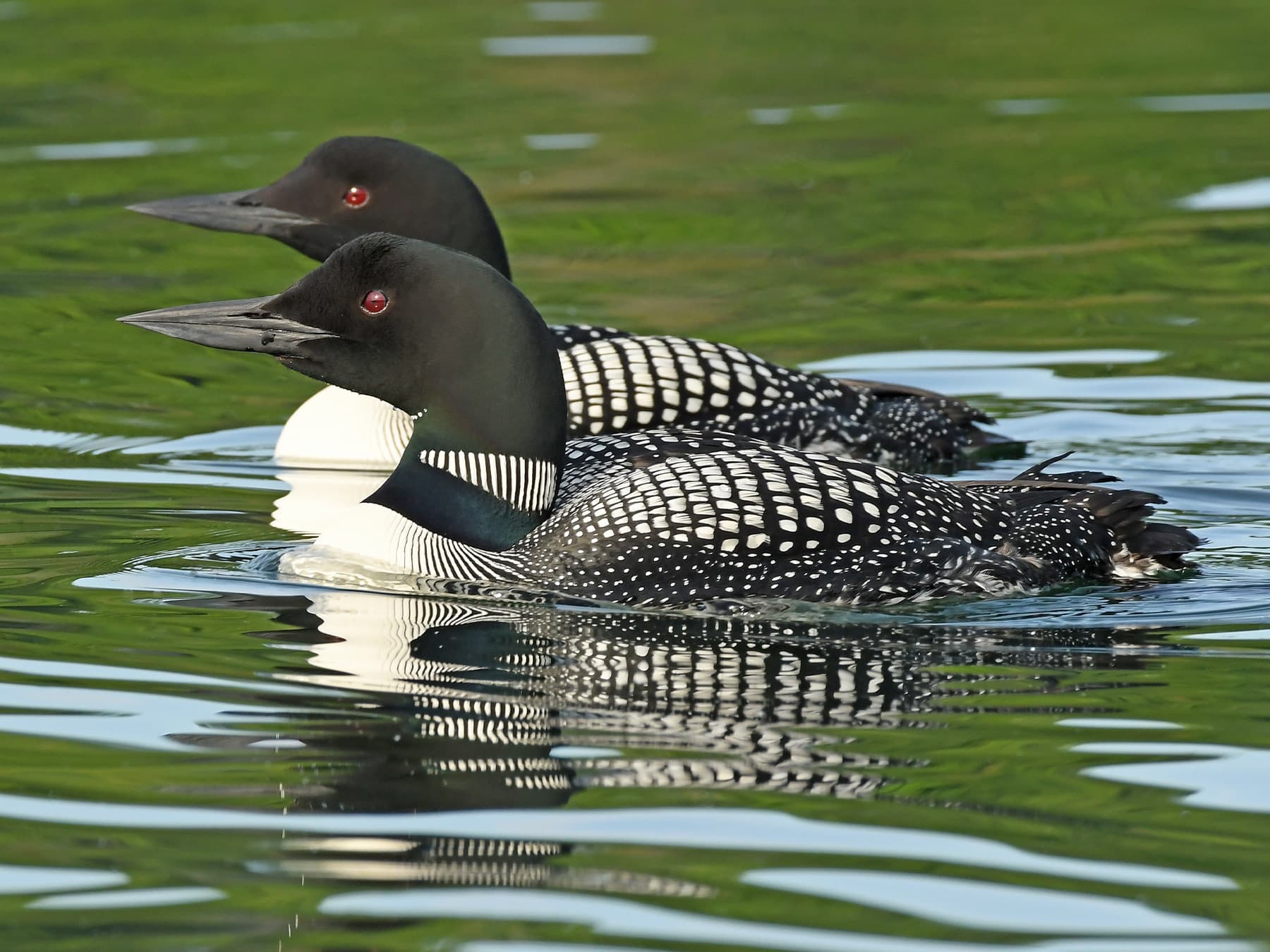 Pair of breeding Common Loons
