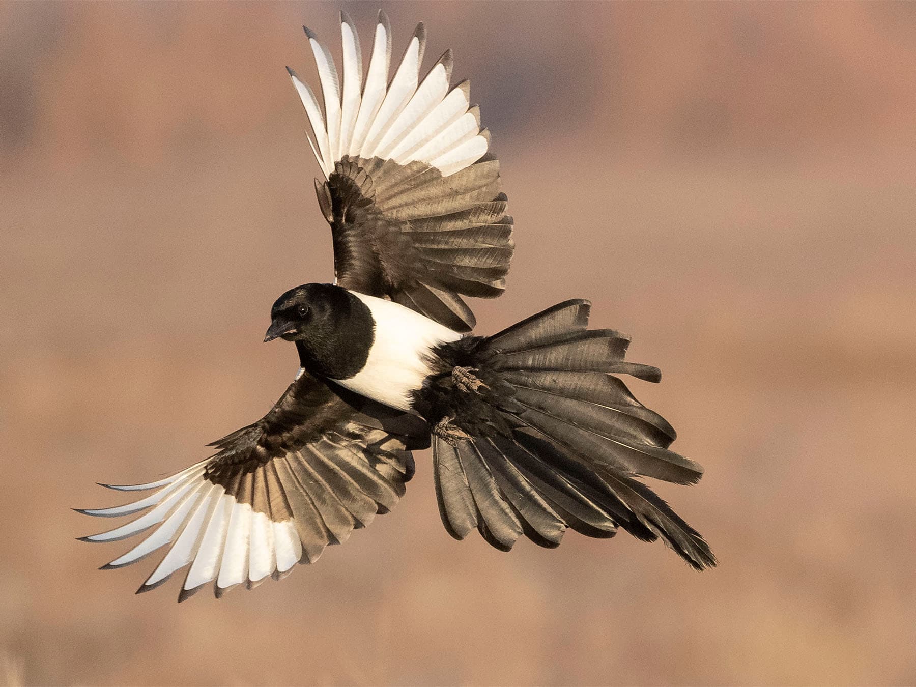Common magpie in flight