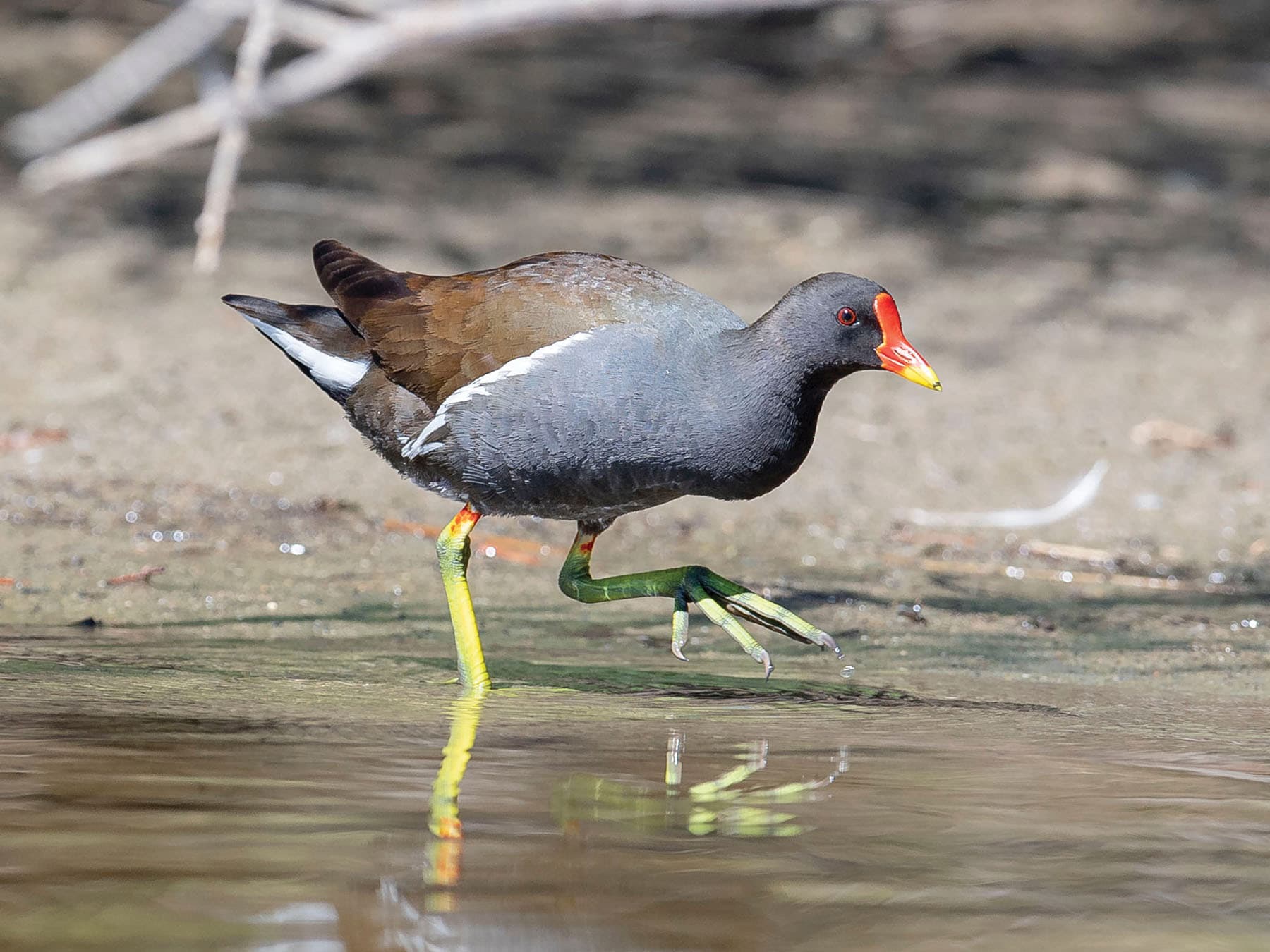 Common Moorhen walking through the water