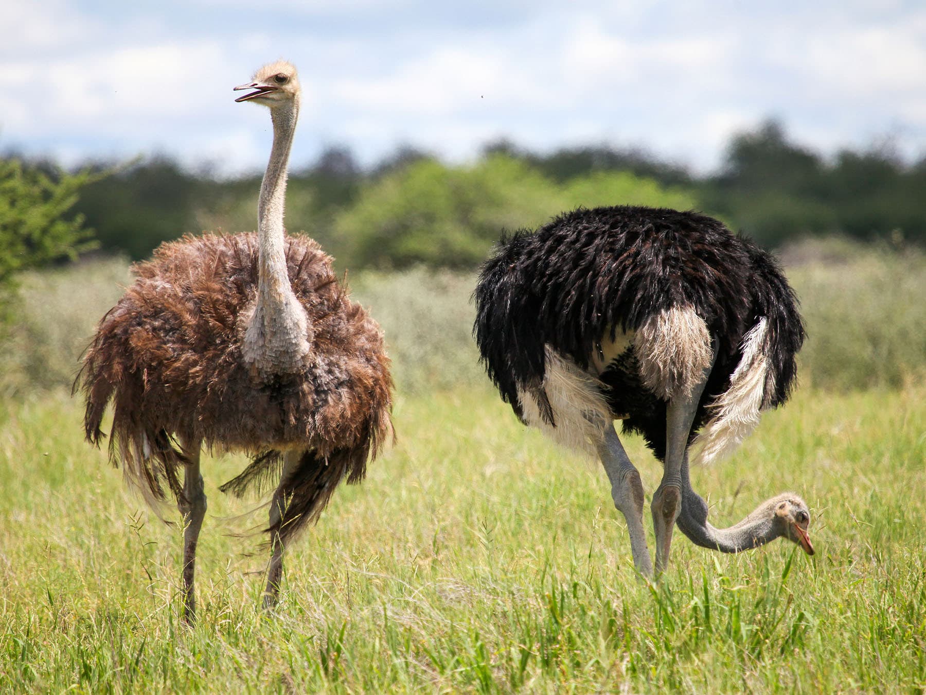 Female (left) and Male (right) Common Ostriches